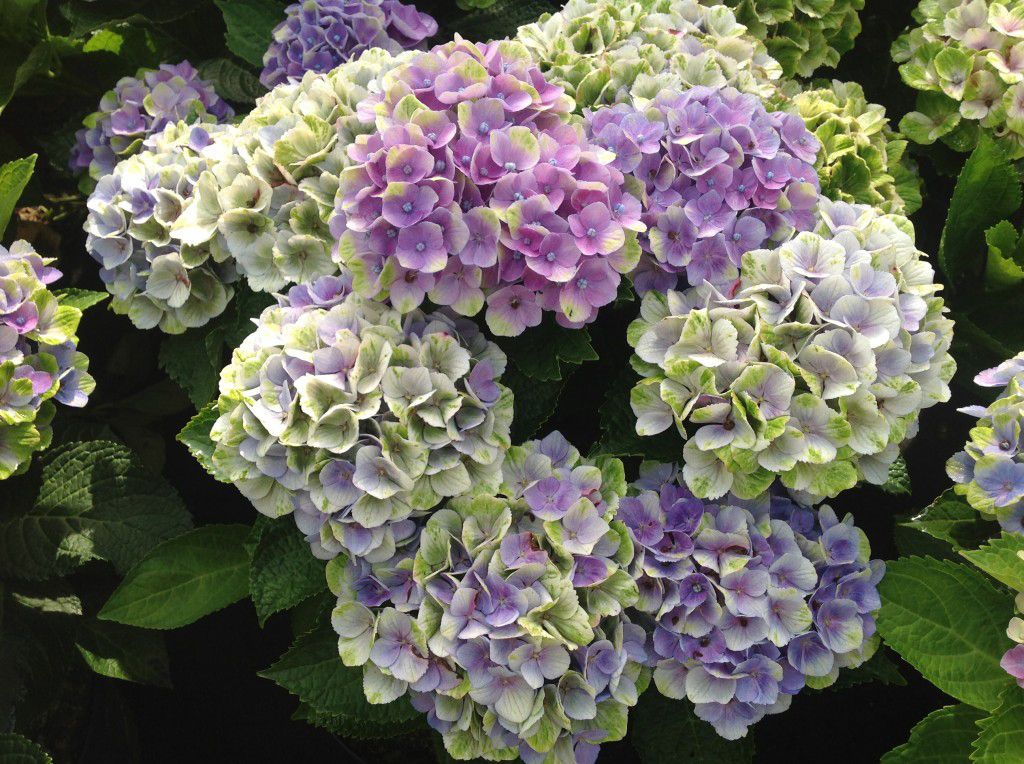 images/plants/hydrangea/hyd-magical-everlasting-amethyst/hyd-magical-everlasting-amethyst-0011.jpg