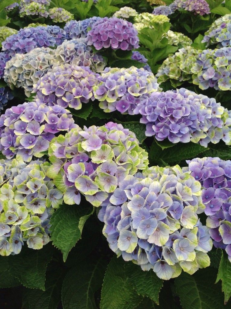 images/plants/hydrangea/hyd-magical-everlasting-amethyst/hyd-magical-everlasting-amethyst-0019.jpg