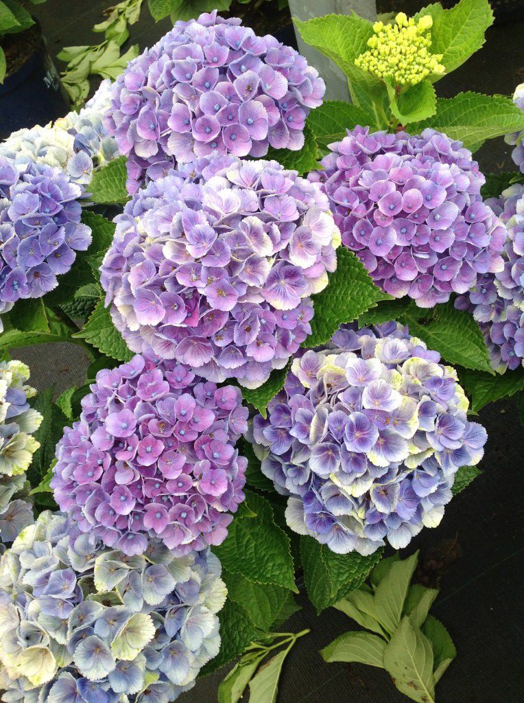 images/plants/hydrangea/hyd-magical-everlasting-amethyst/hyd-magical-everlasting-amethyst-0021.jpg