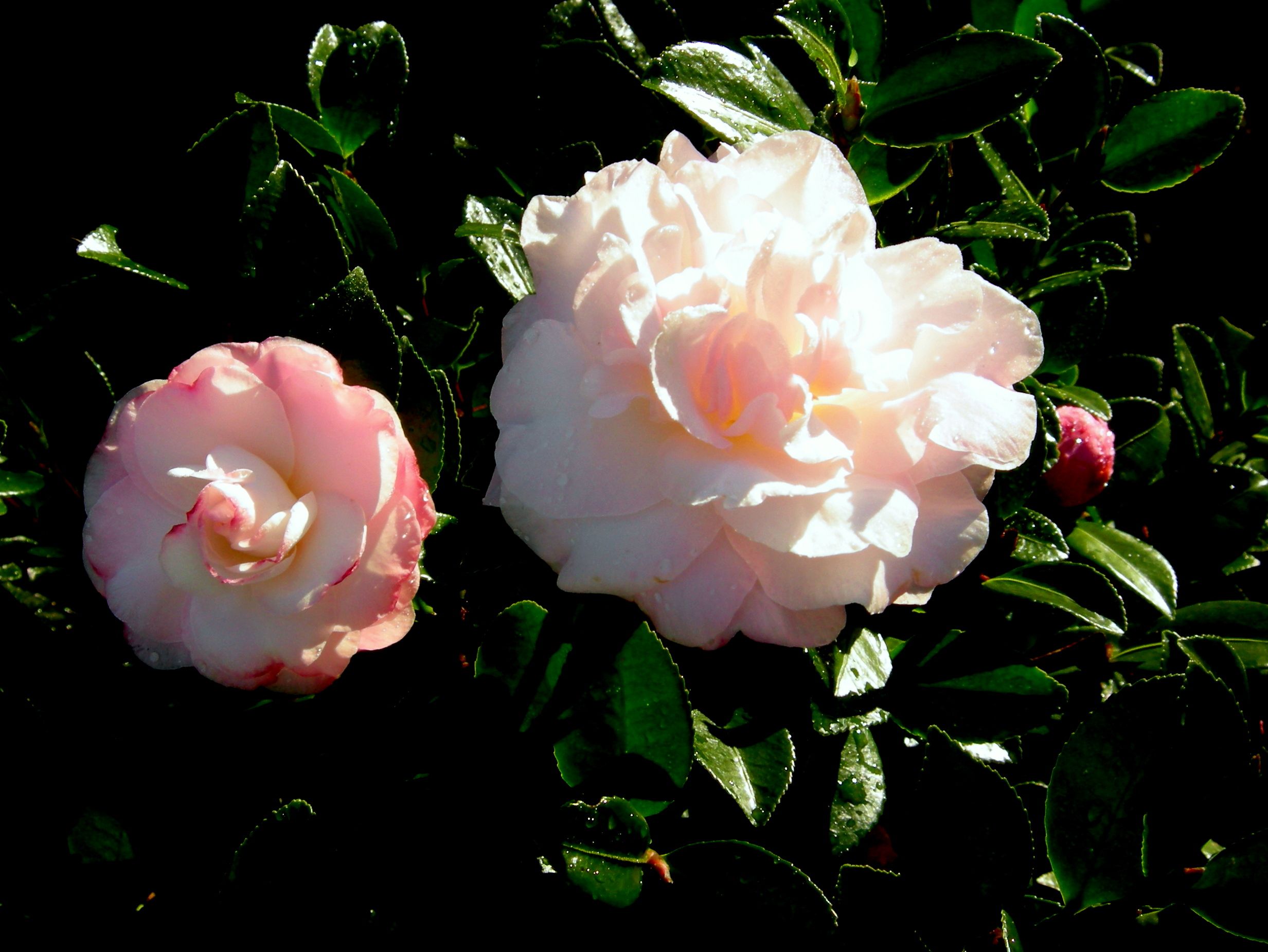 images/plants/camellia/cam-october-magic-dawn/cam-october-magic-dawn-0010.jpg