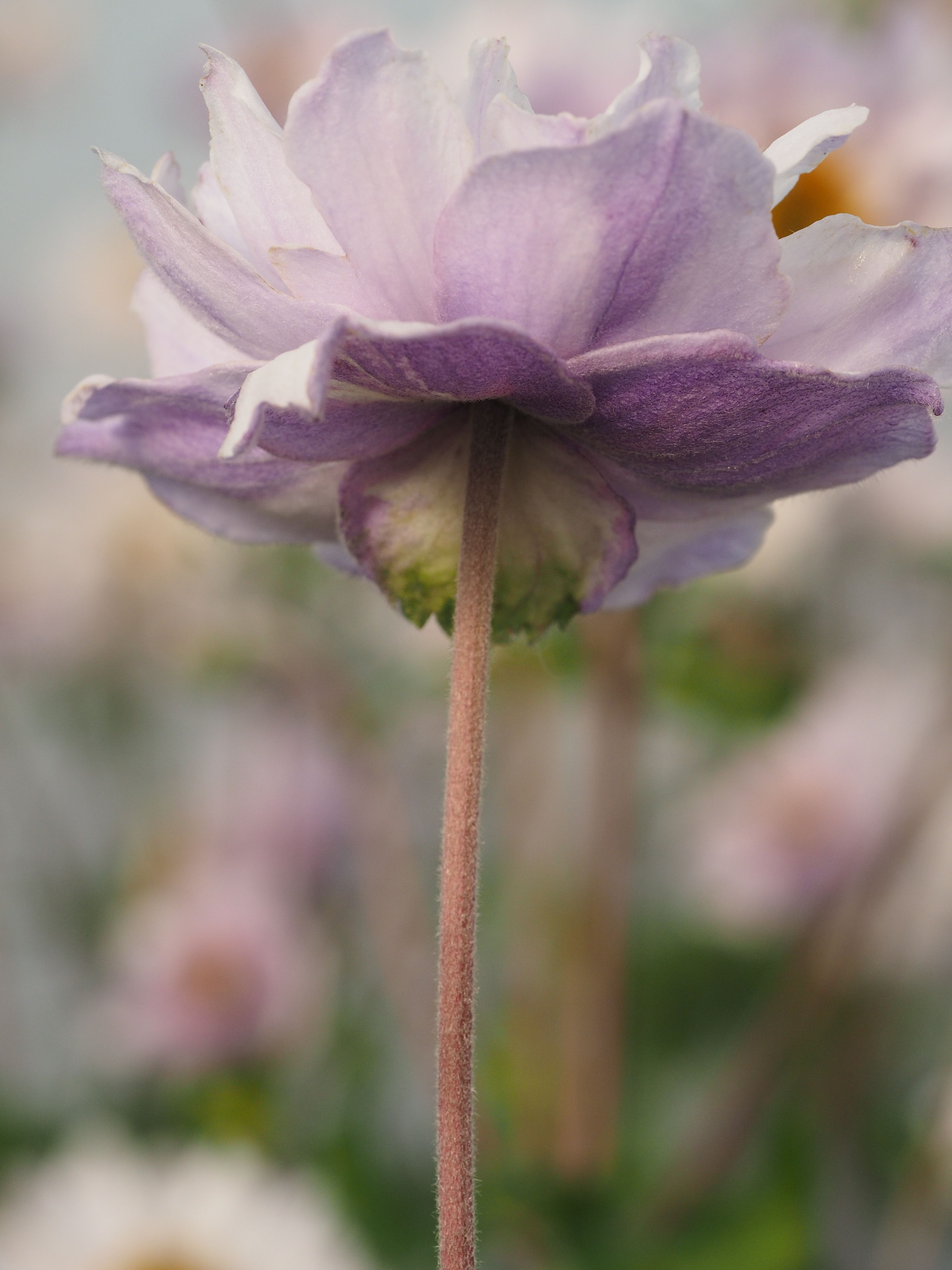 Anemone 'Frilly Knickers
