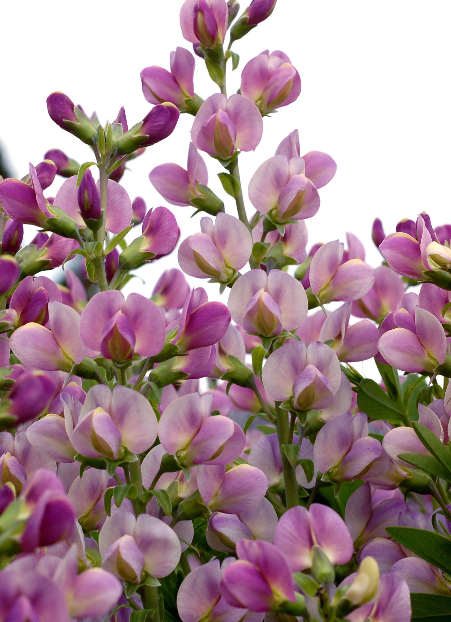 images/plants/baptisia/bap-lavendar-rose/bap-lavendar-rose-0002.jpg