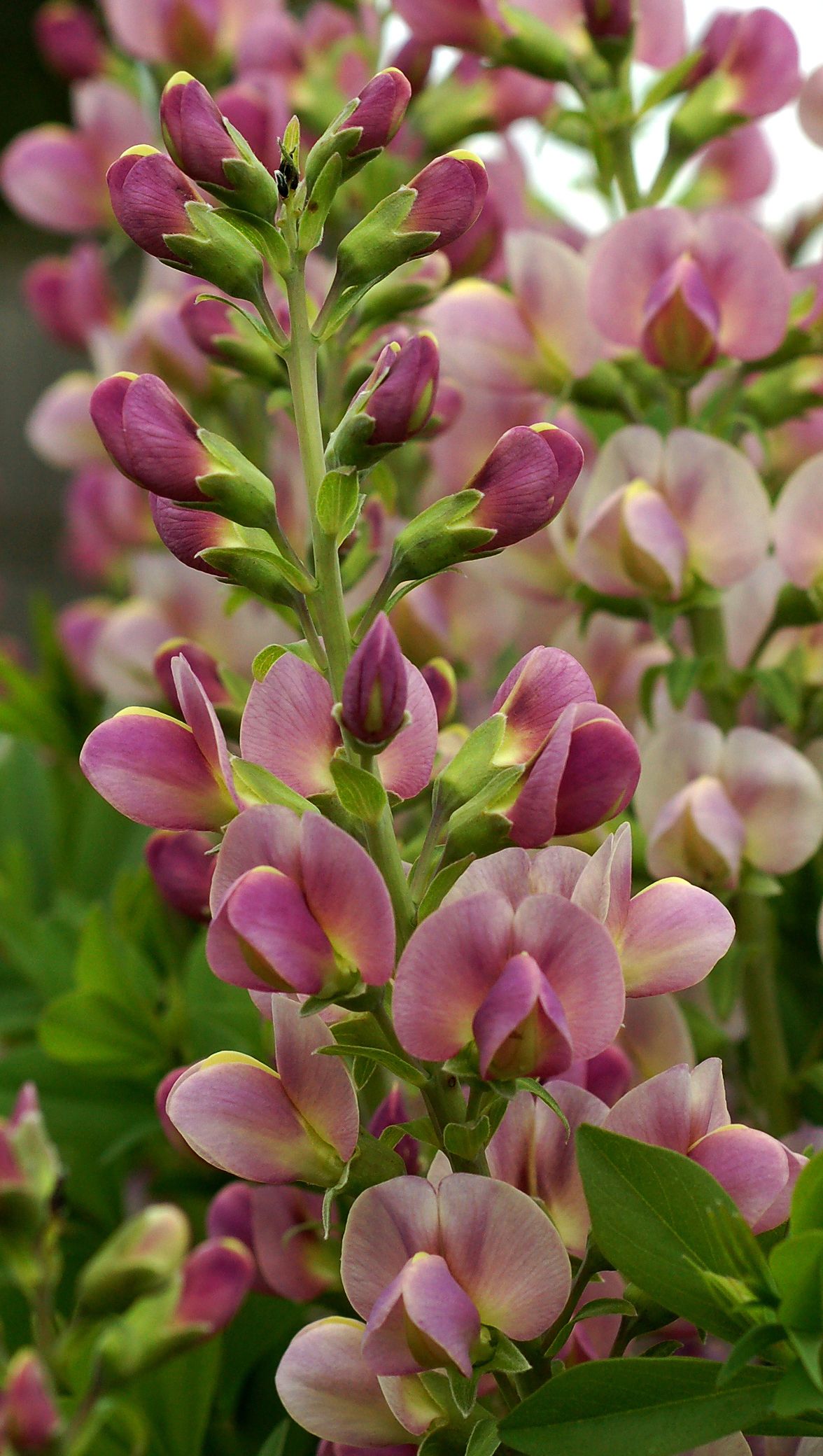 images/plants/baptisia/bap-lavendar-rose/bap-lavendar-rose-0005.jpg