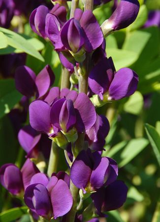 images/plants/baptisia/bap-royal-purple/bap-royal-purple-0002.jpg
