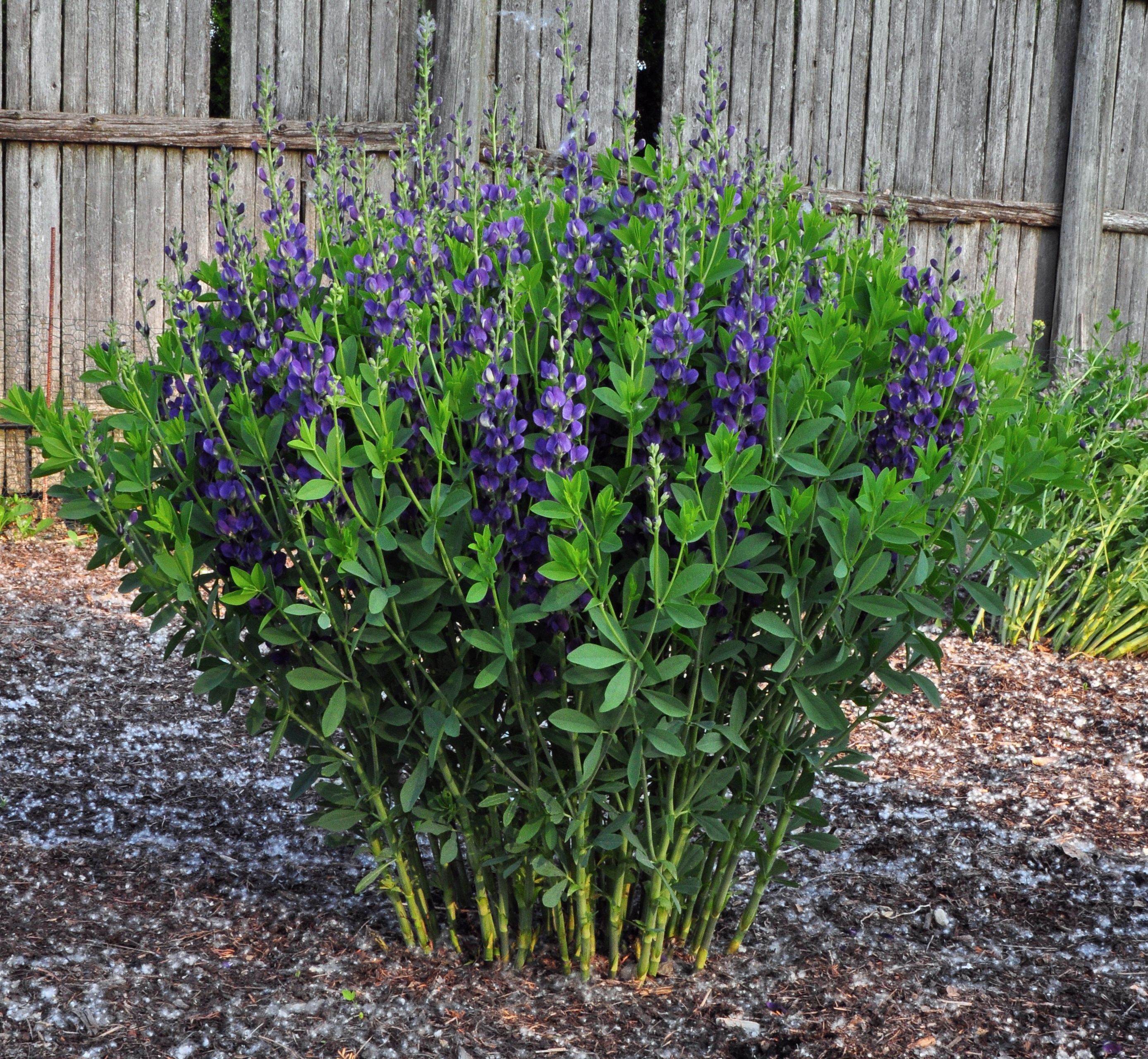 images/plants/baptisia/bap-royal-purple/bap-royal-purple-0003.jpg