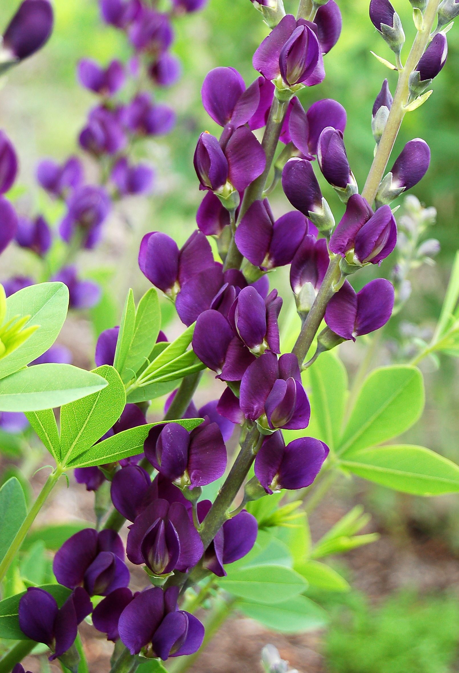 images/plants/baptisia/bap-royal-purple/bap-royal-purple-0005.jpg