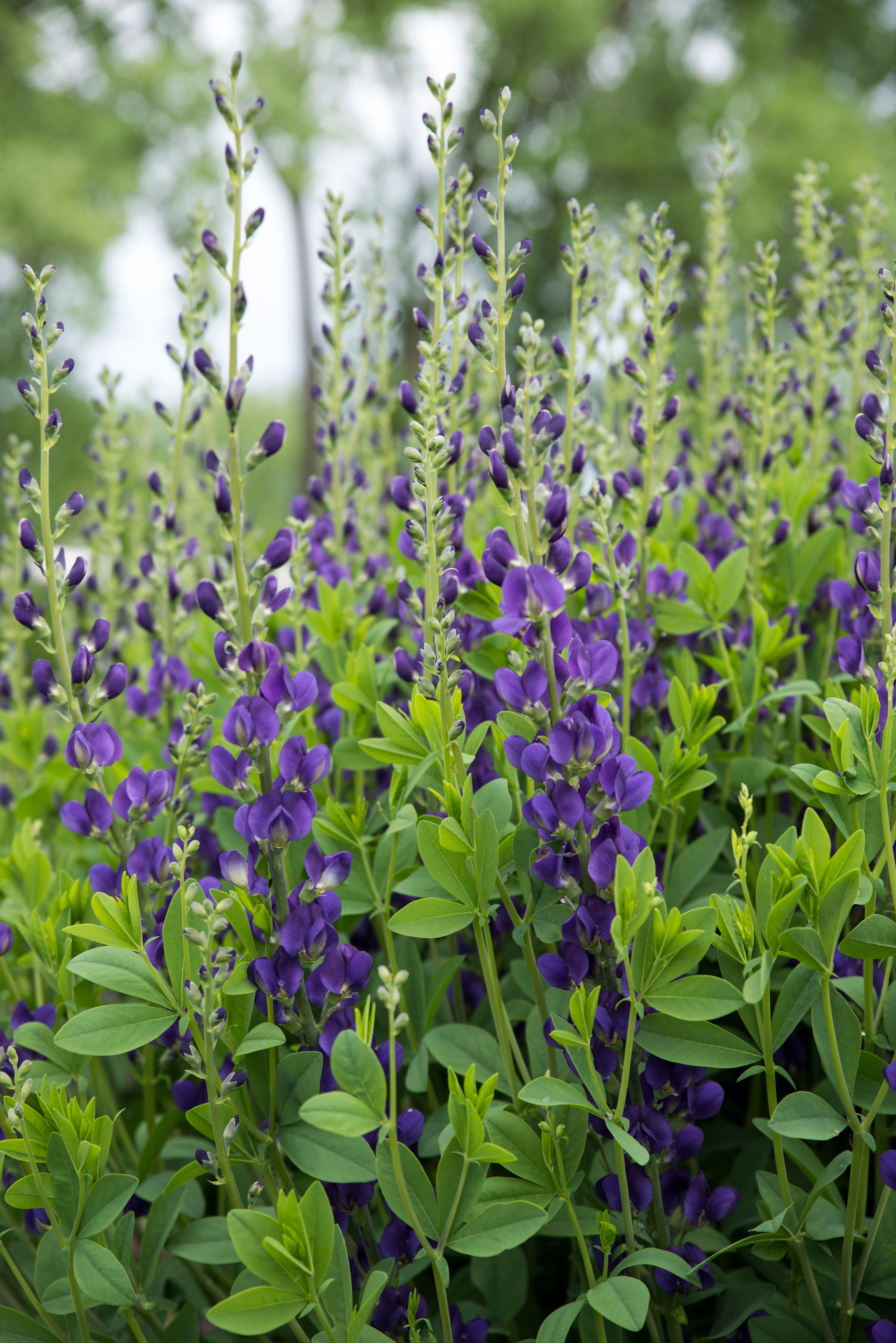 images/plants/baptisia/bap-royal-purple/bap-royal-purple-0006.jpg