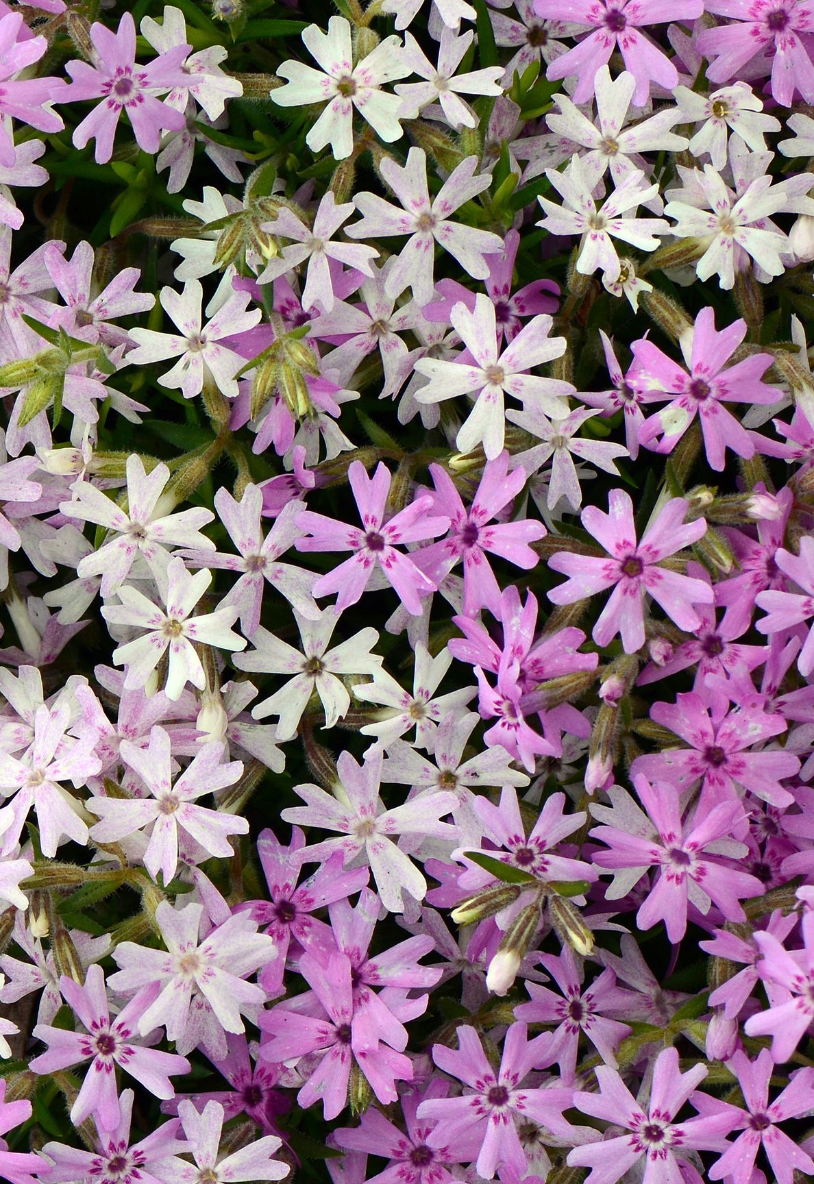 images/plants/phlox/phl-perfectly-puzzling/phl-perfectly-puzzling-0009.jpg
