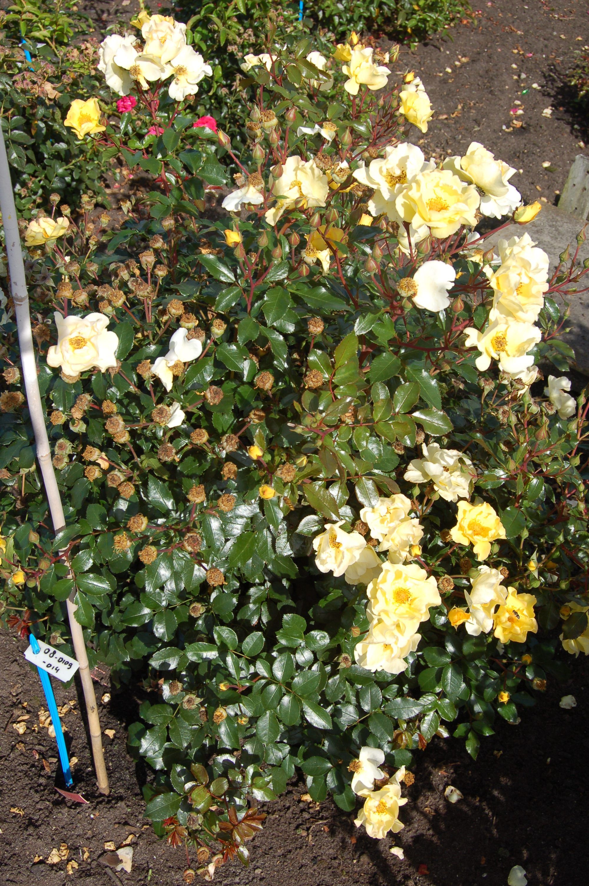 images/plants/rosa/ros-nitty-gritty-yellow/ros-nitty-gritty-yellow-0002.jpg