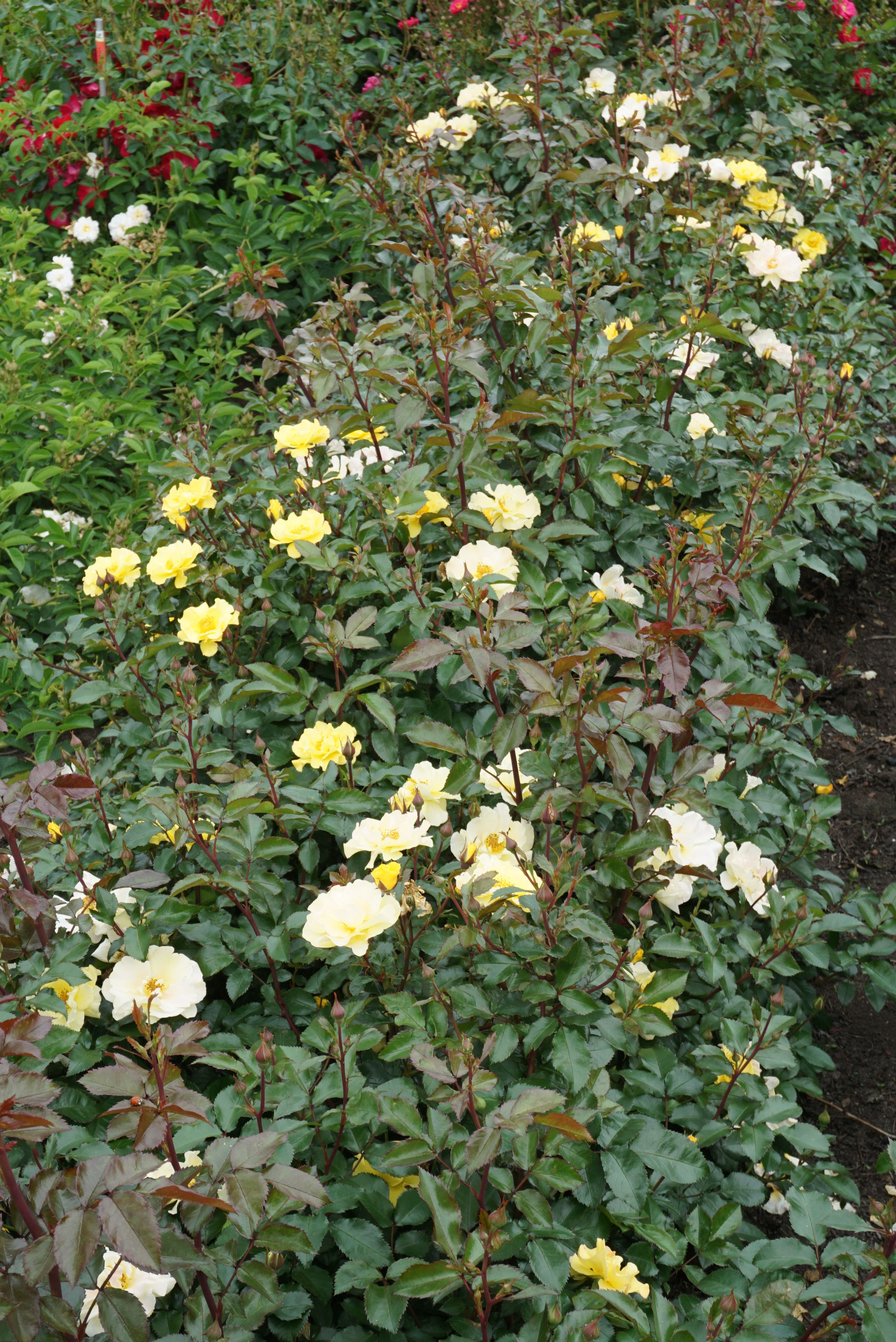 images/plants/rosa/ros-nitty-gritty-yellow/ros-nitty-gritty-yellow-0003.jpg