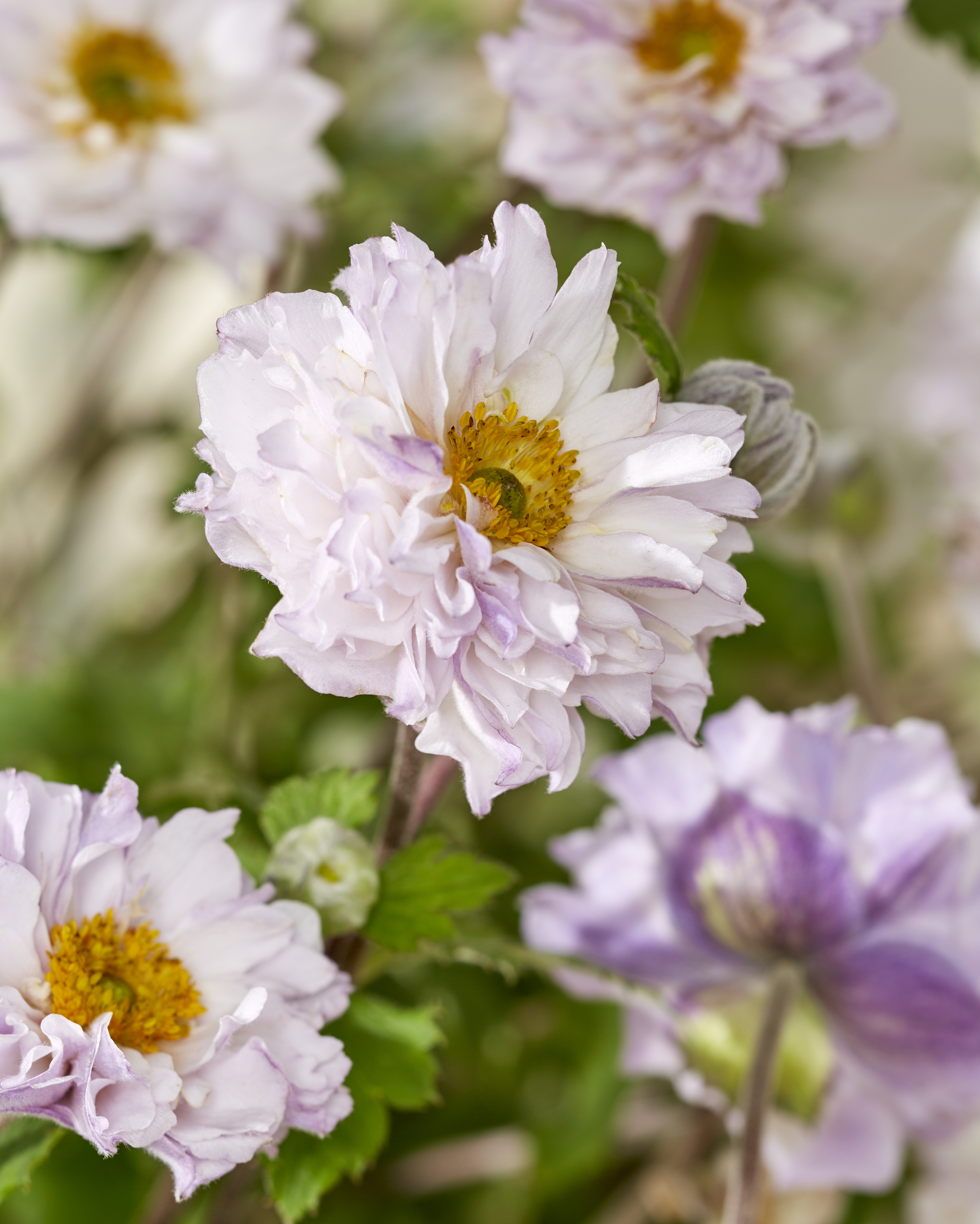 Anemone 'Frilly Knickers', - uploaded by @tombr