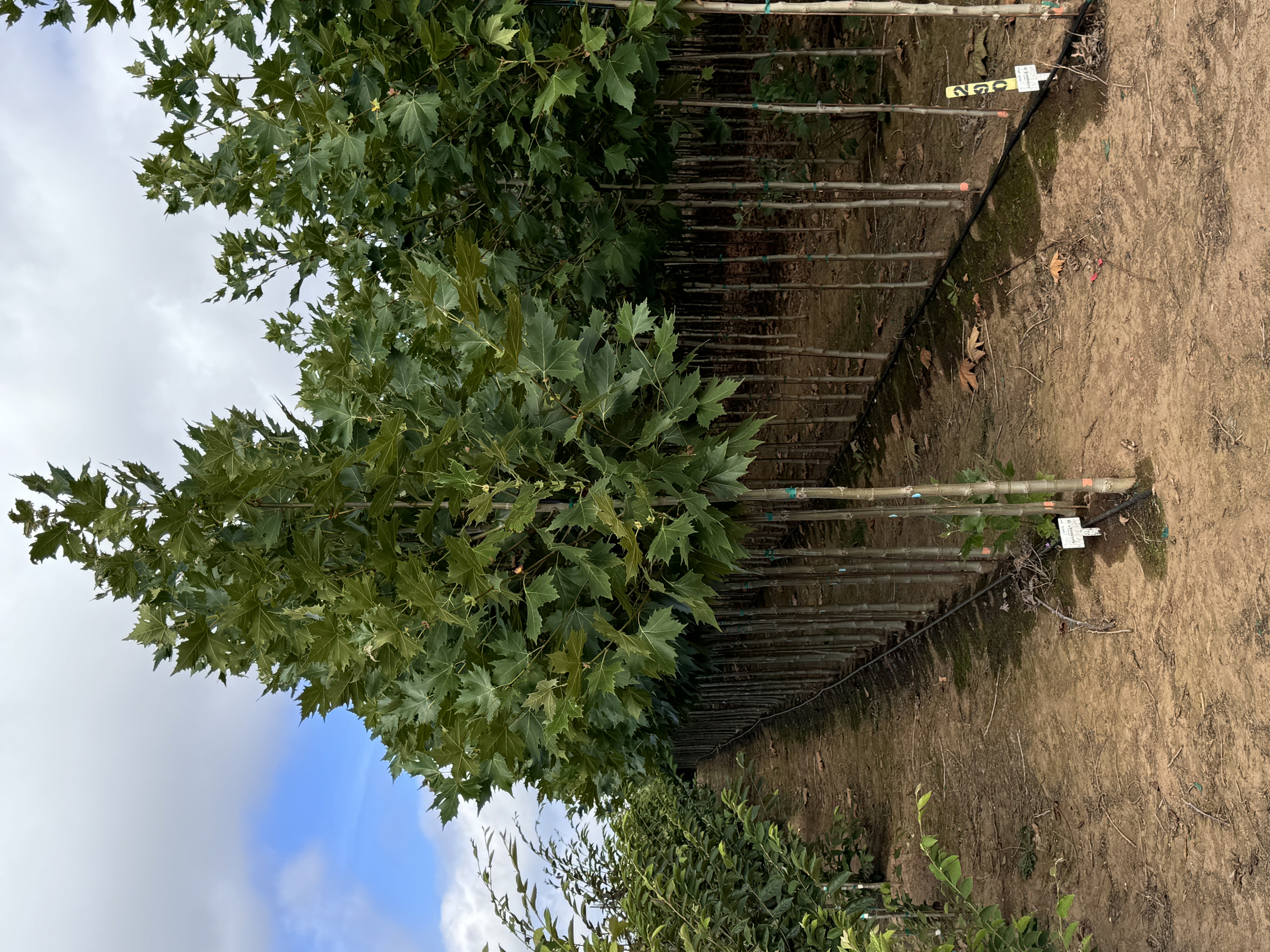 Platanus Monumental™