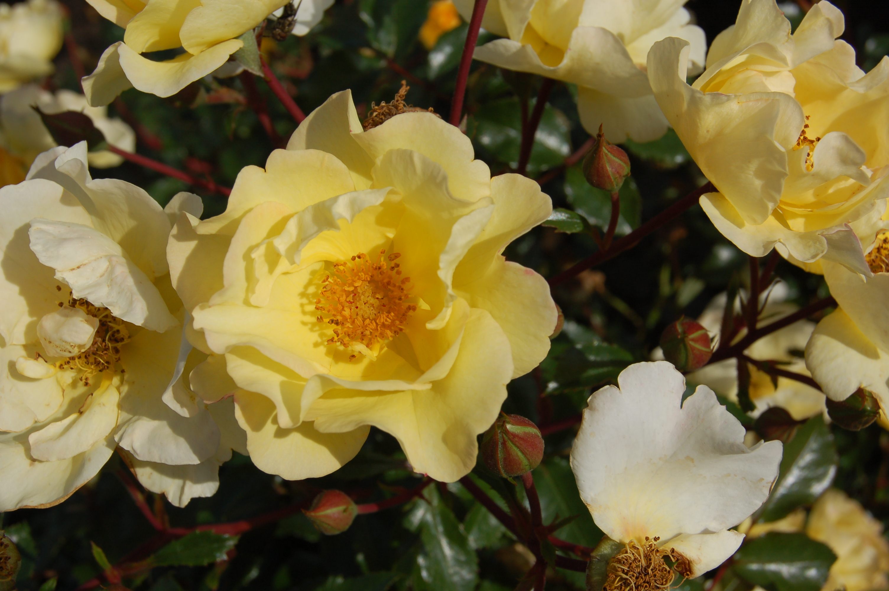 Rosa Nitty Gritty® Yellow