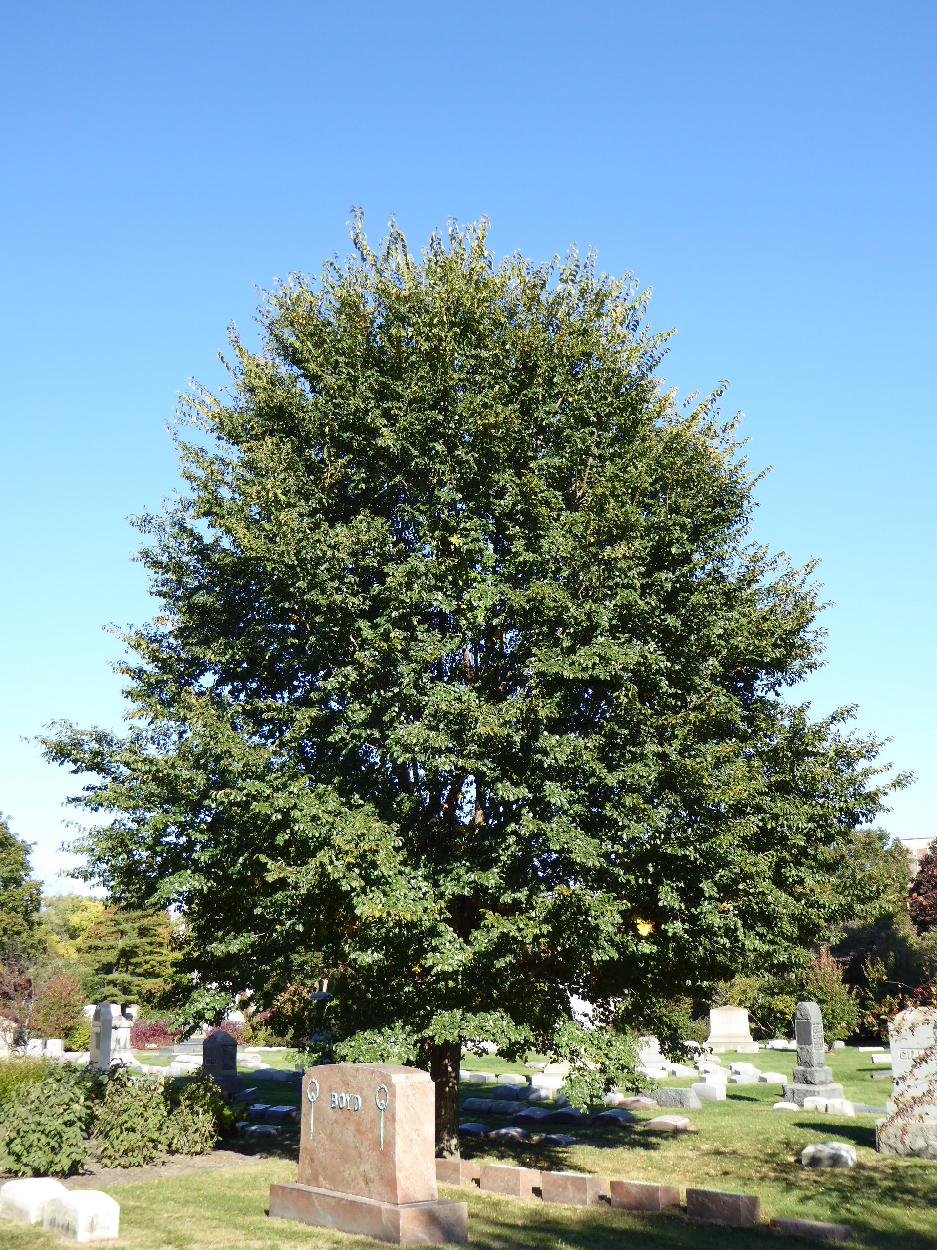 Triumph™ Elm Tree (Ulmus Morton Glossy)