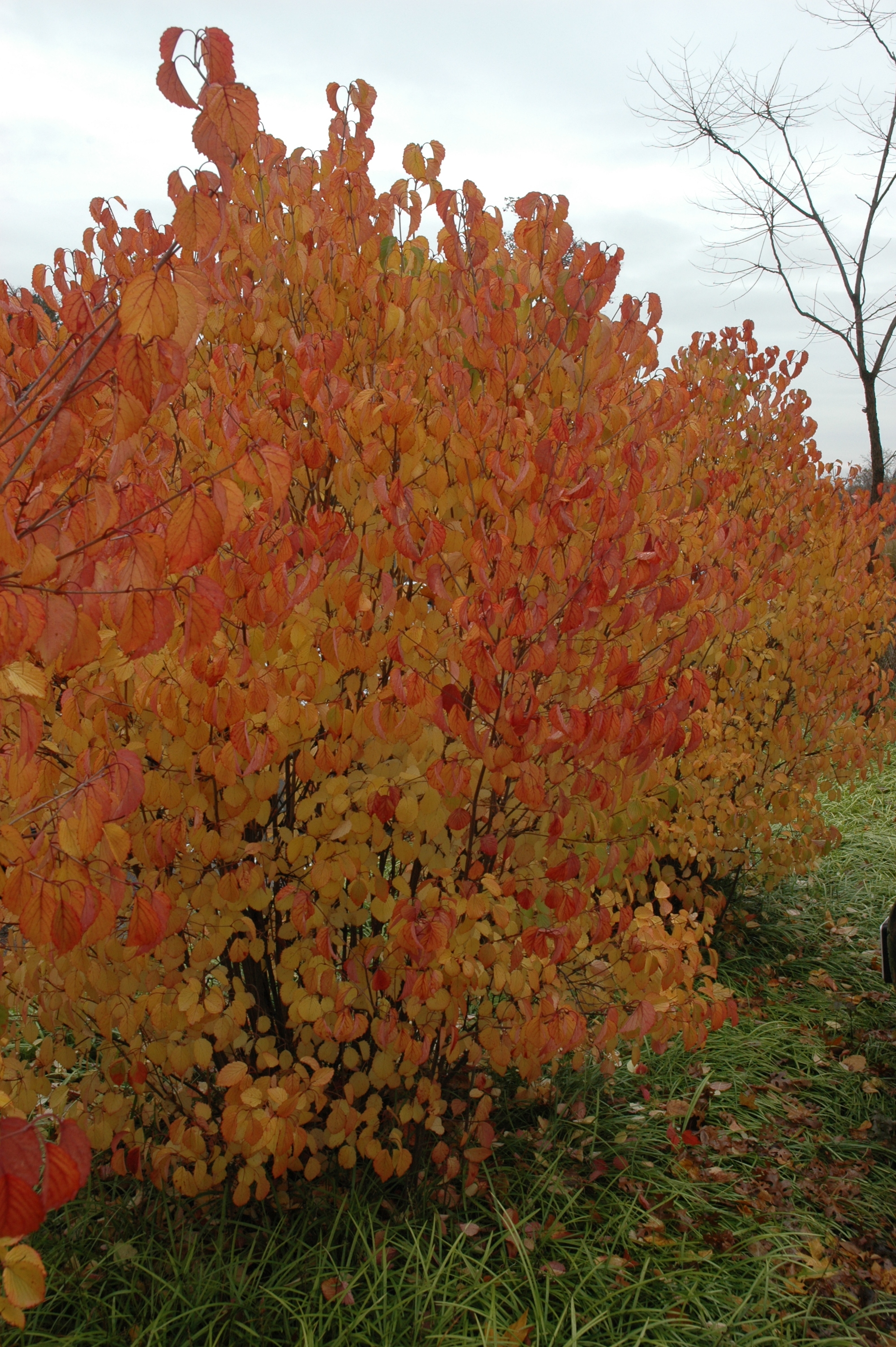 Image of Autumn Jazz Viburnum in Fall Color