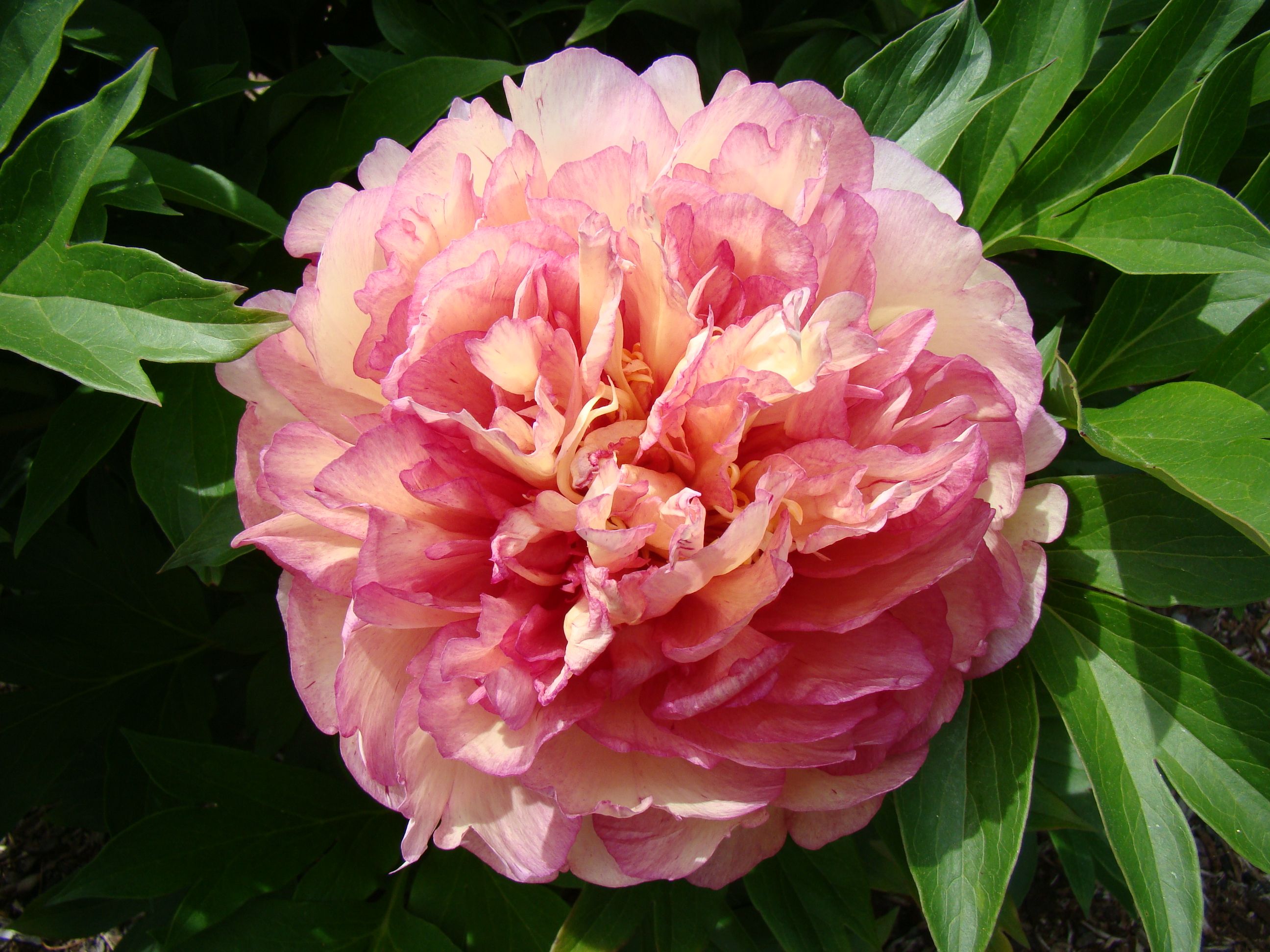 images/plants/paeonia/pae-truly-scrumptious/pae-truly-scrumptious-0009.JPG