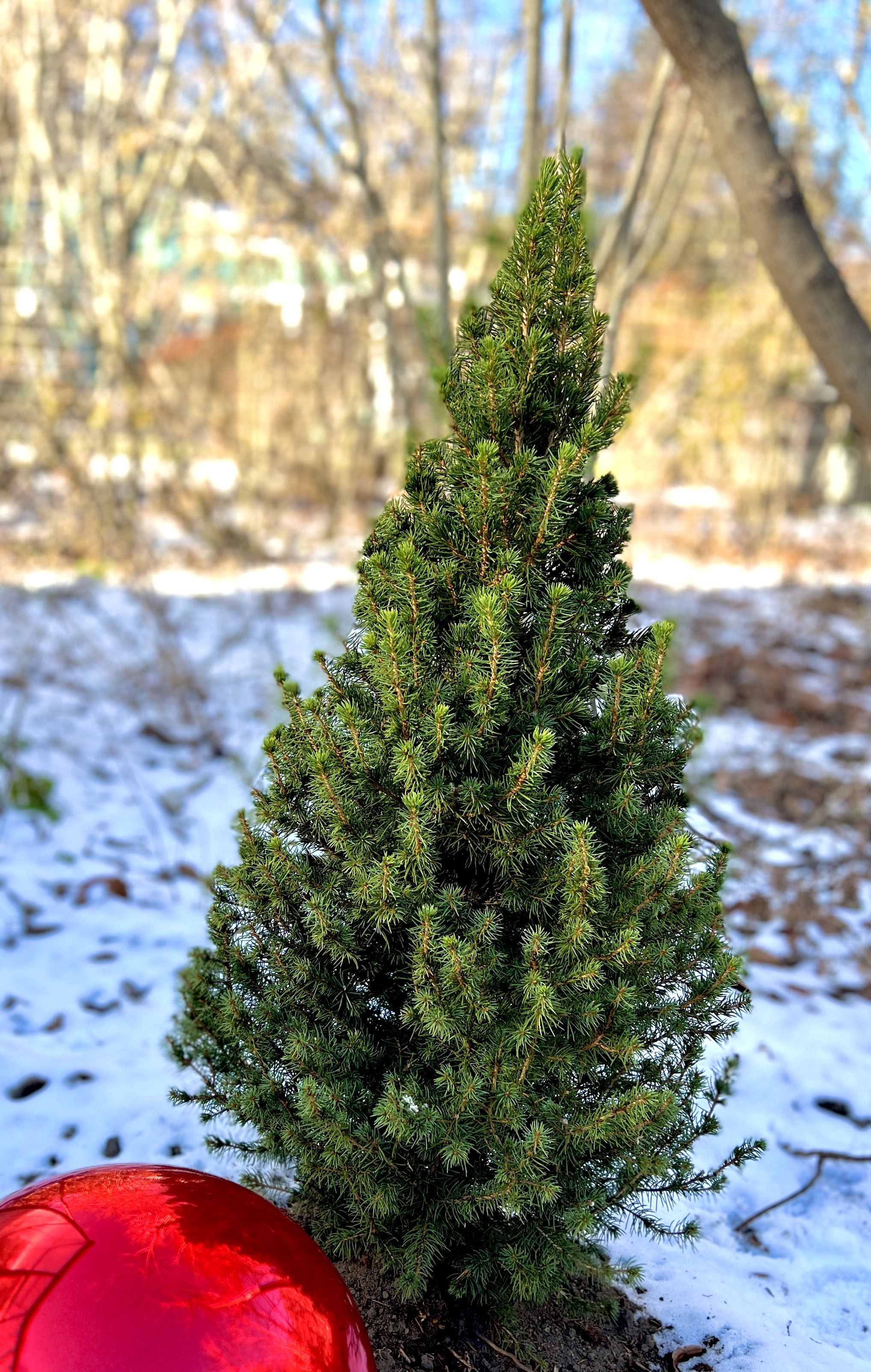 images/plants/picea/pic-spruce-it-up/pic-spruce-it-up-0016.jpg