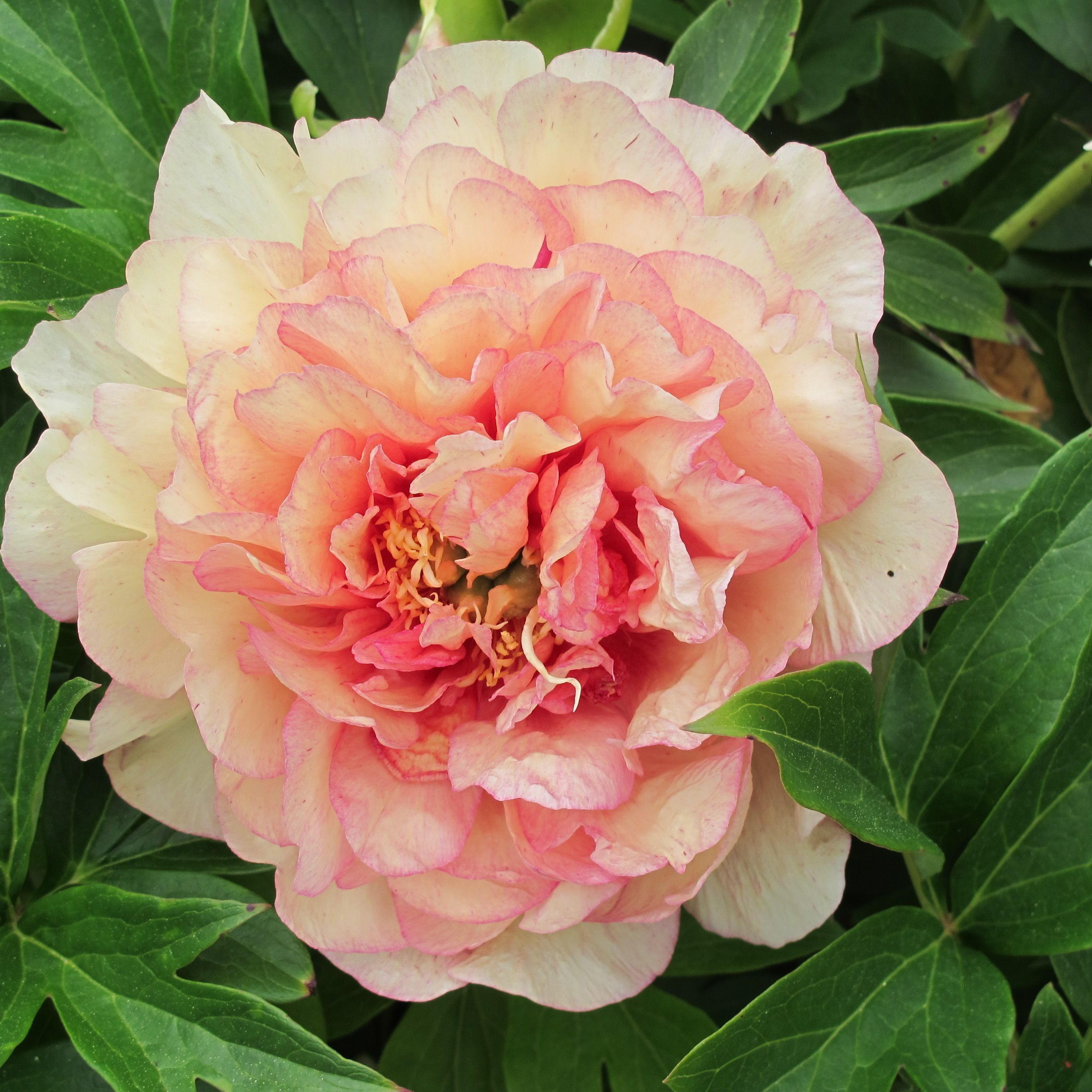images/plants/paeonia/pae-truly-scrumptious/pae-truly-scrumptious-0014.JPG