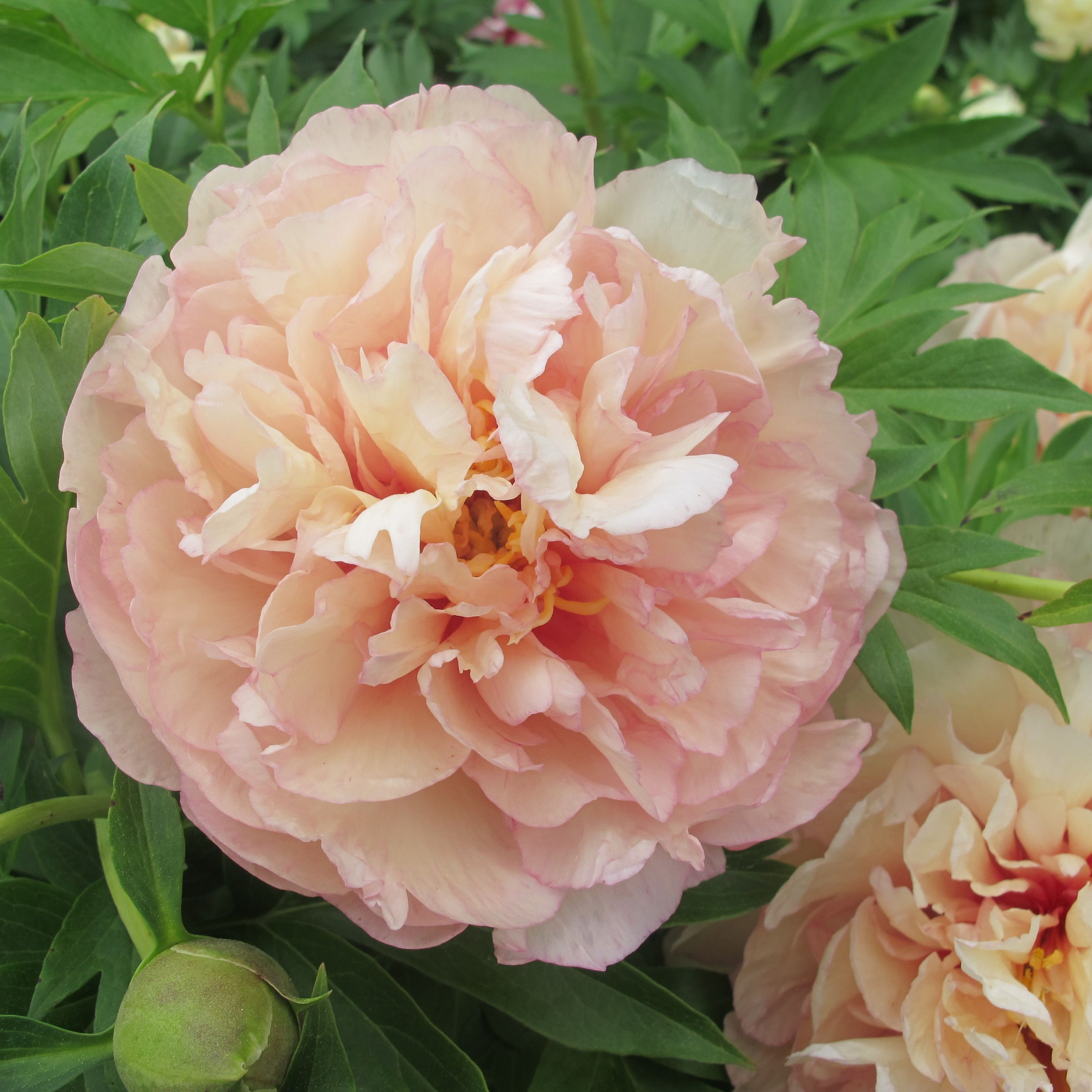 images/plants/paeonia/pae-truly-scrumptious/pae-truly-scrumptious-0013.JPG