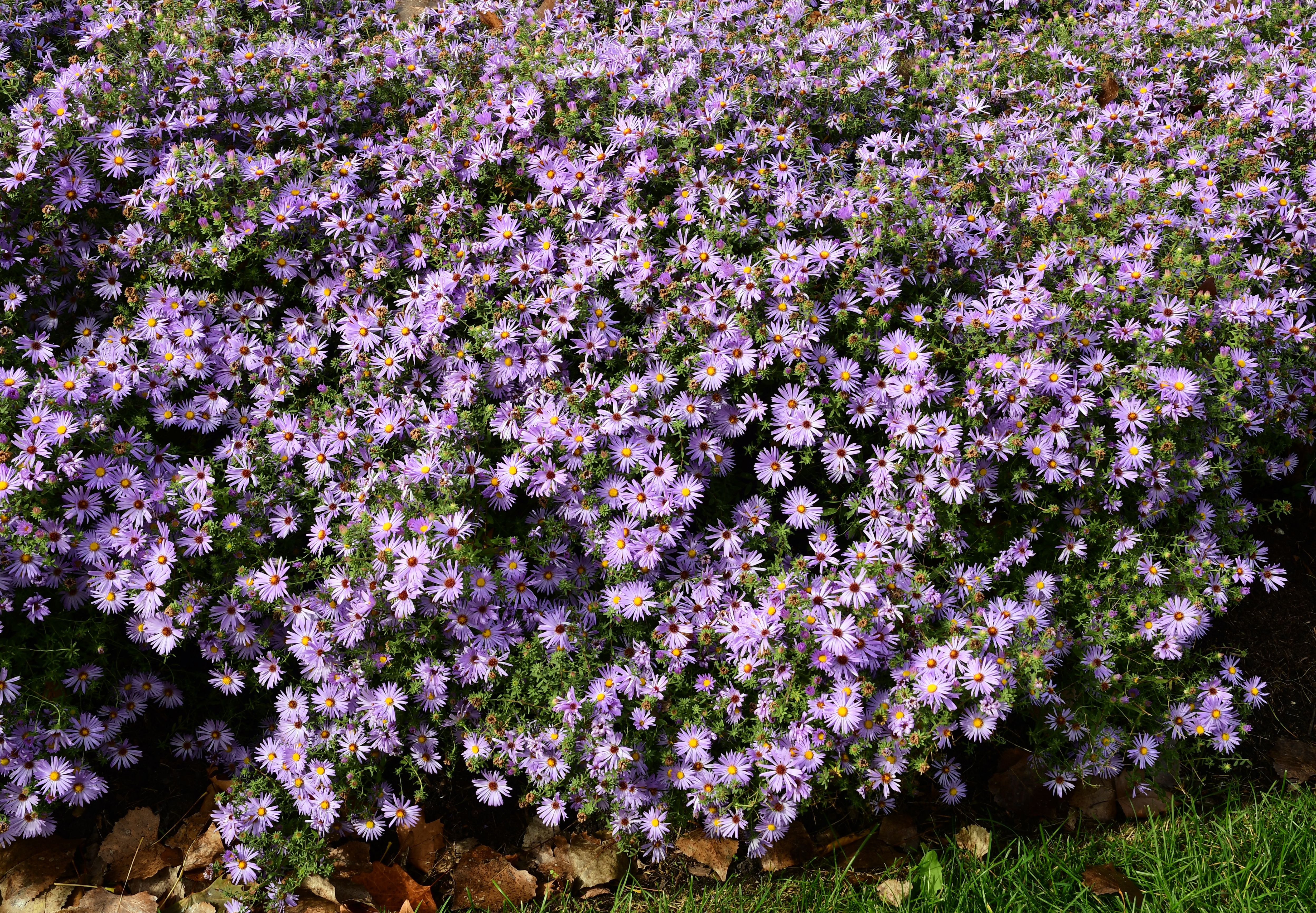images/plants/aster/ast-billowing-violet/ast-billowing-violet-0005.jpg