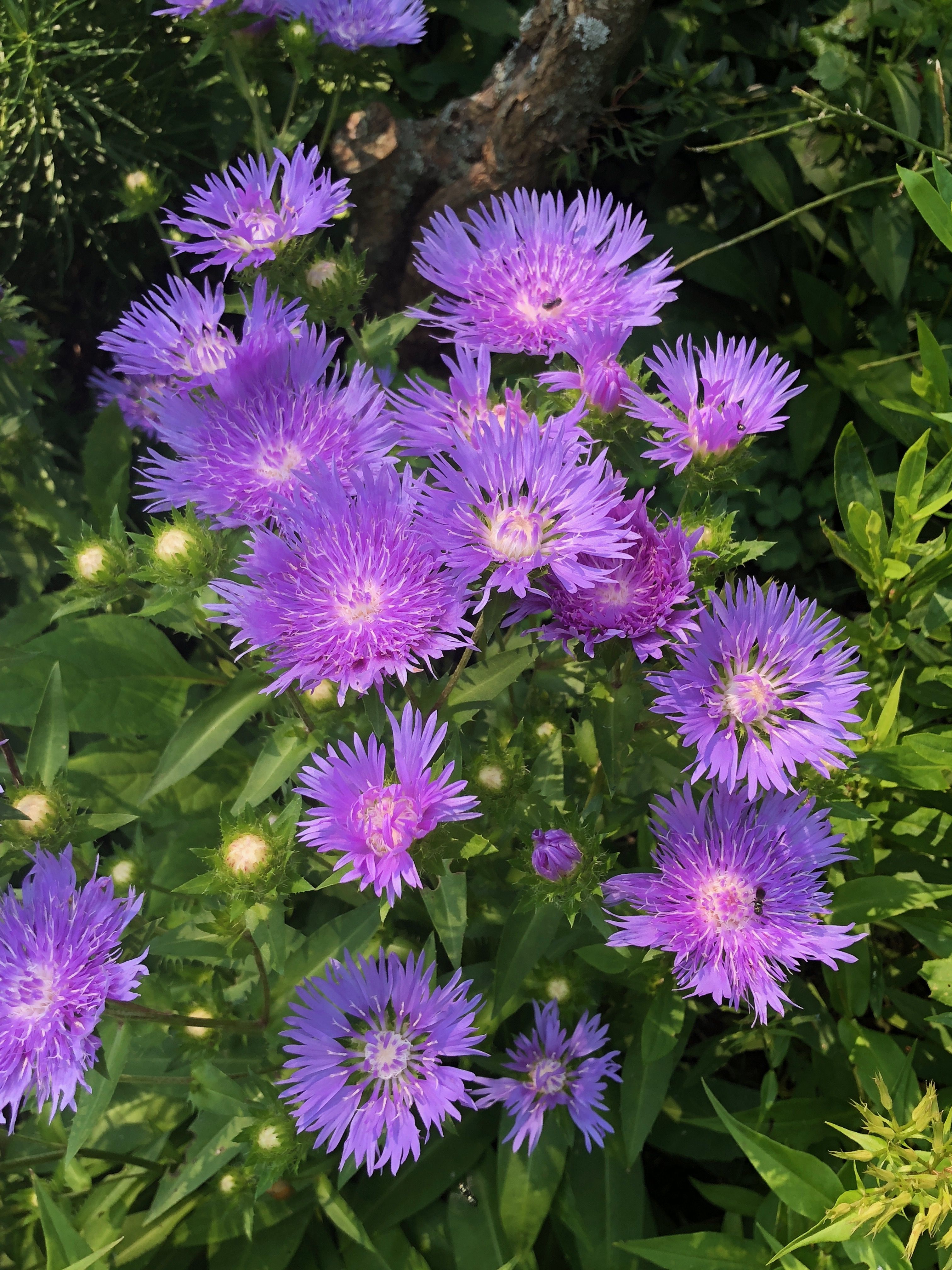 images/plants/stokesia/sto-mels-blue/sto-mels-blue-0004.jpg
