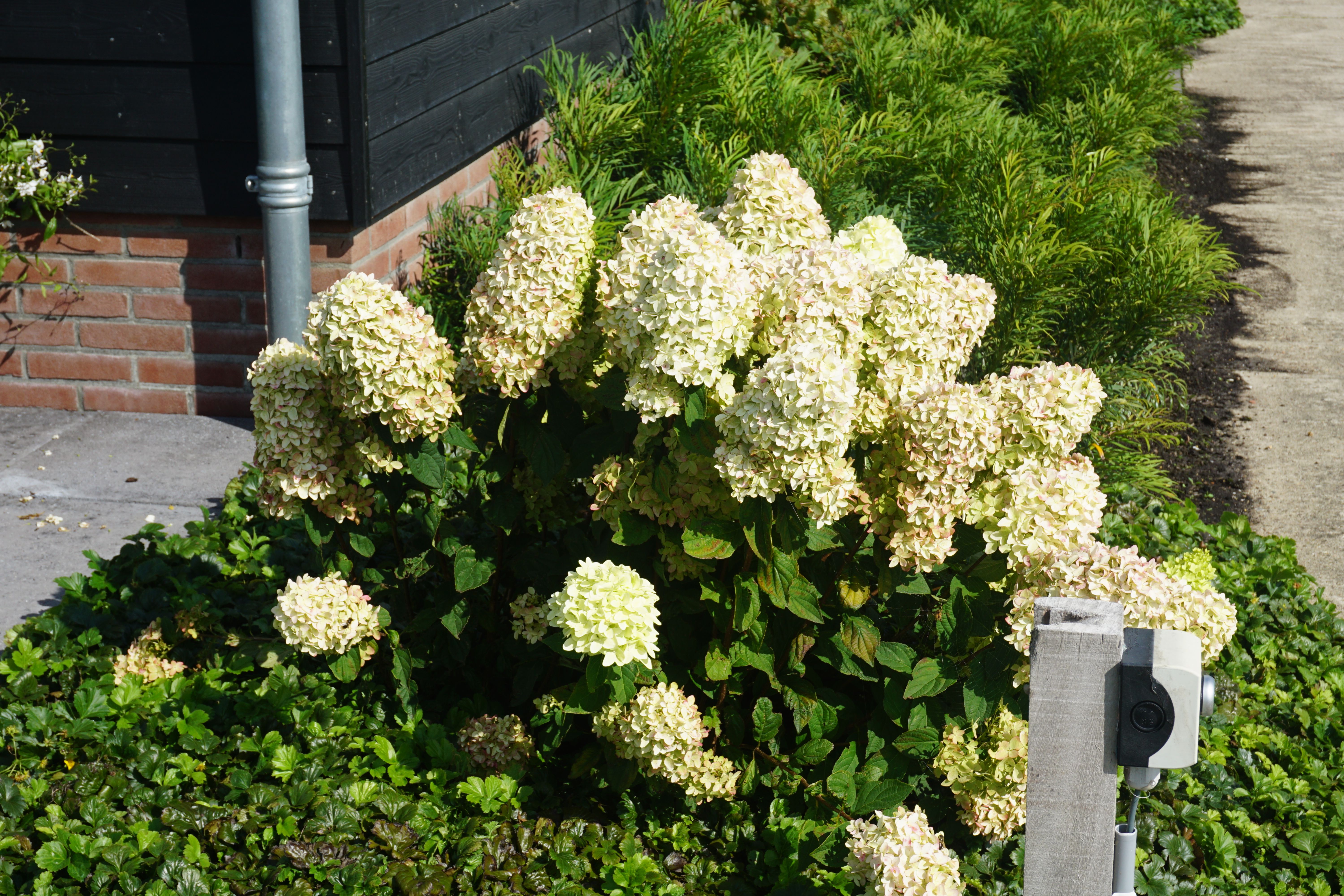 images/plants/hydrangea/hyd-magical-candle/hyd-magical-candle-0003.jpg