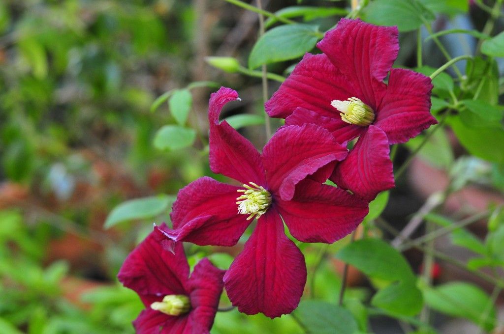 images/plants/clematis/cle-vitiwester-burning-love/cle-vitiwester-burning-love-0002.jpg
