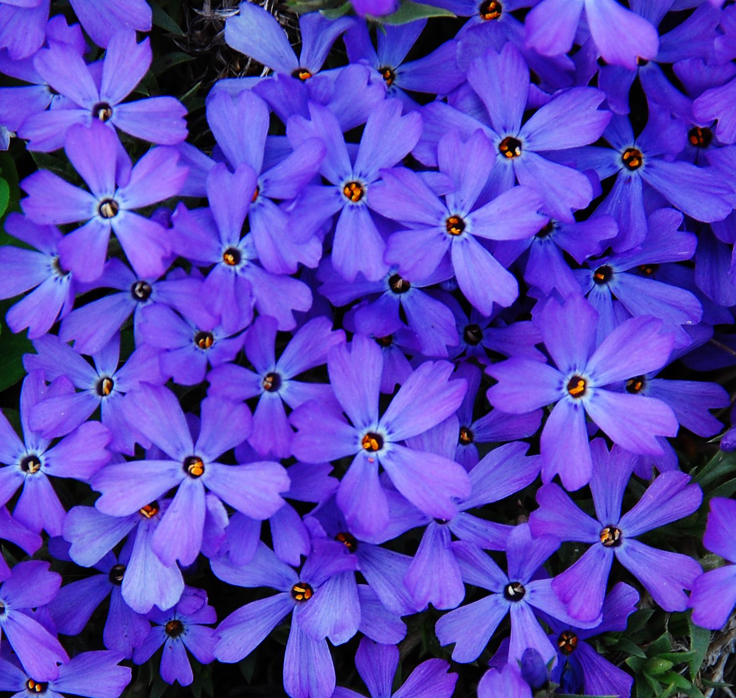 images/plants/phlox/phl-violet-pinwheels/phl-violet-pinwheels-0006.jpg