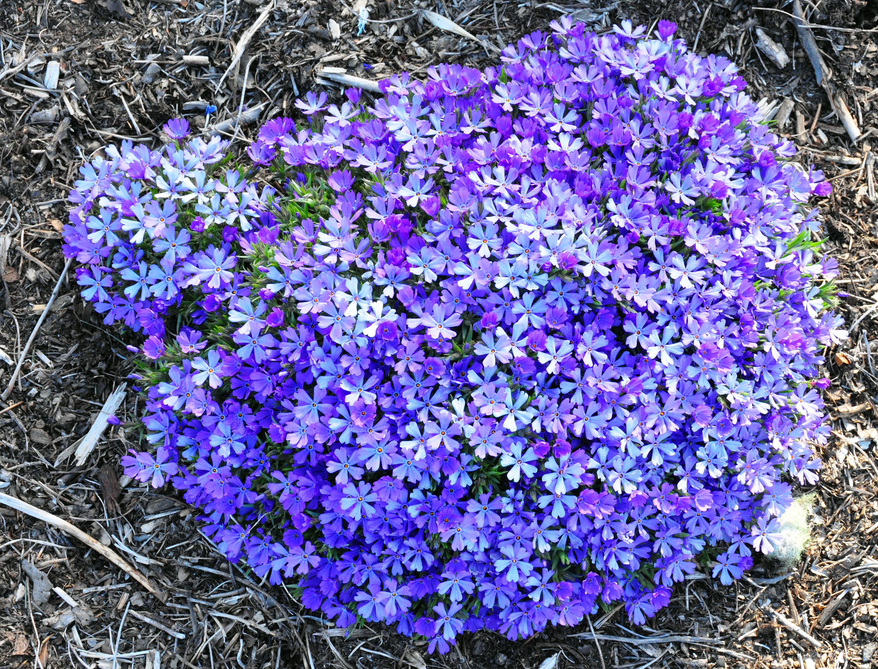 images/plants/phlox/phl-violet-pinwheels/phl-violet-pinwheels-0001.jpg
