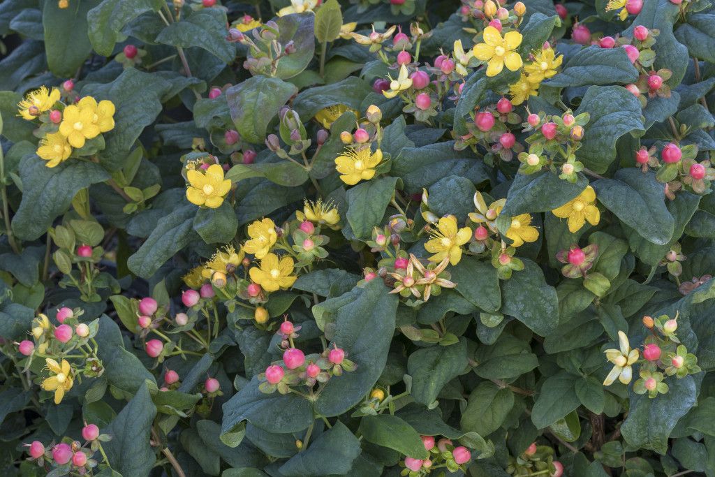 images/plants/hypericum/hyp-floralberry-rose/hyp-floralberry-rose-0002.jpg