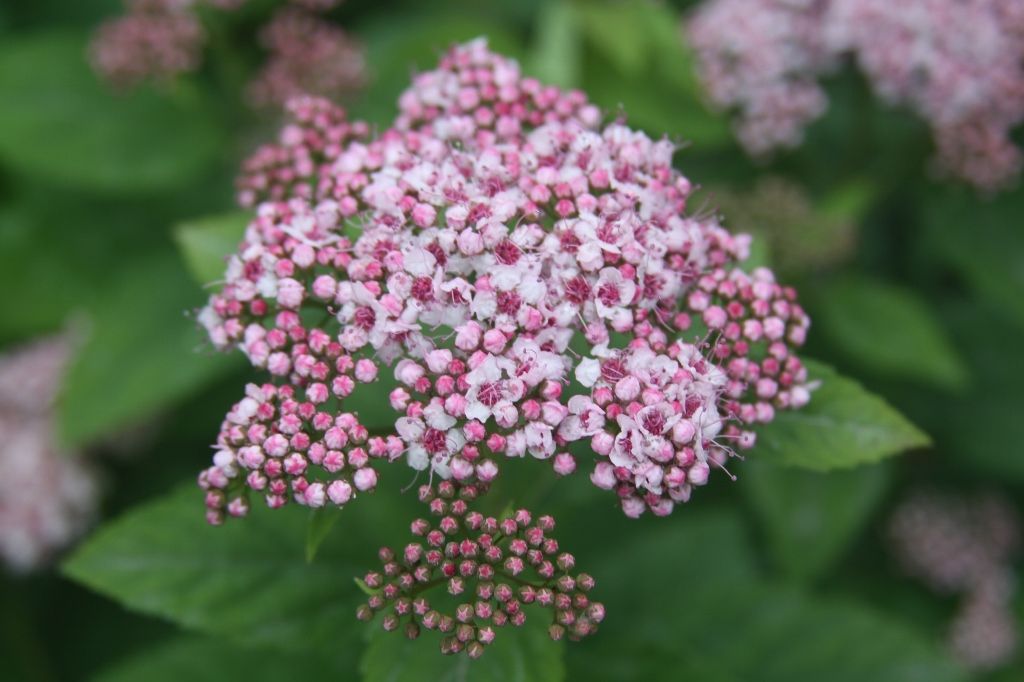 images/plants/spiraea/spi-pink-a-licious/spi-pink-a-licious-0001.jpg