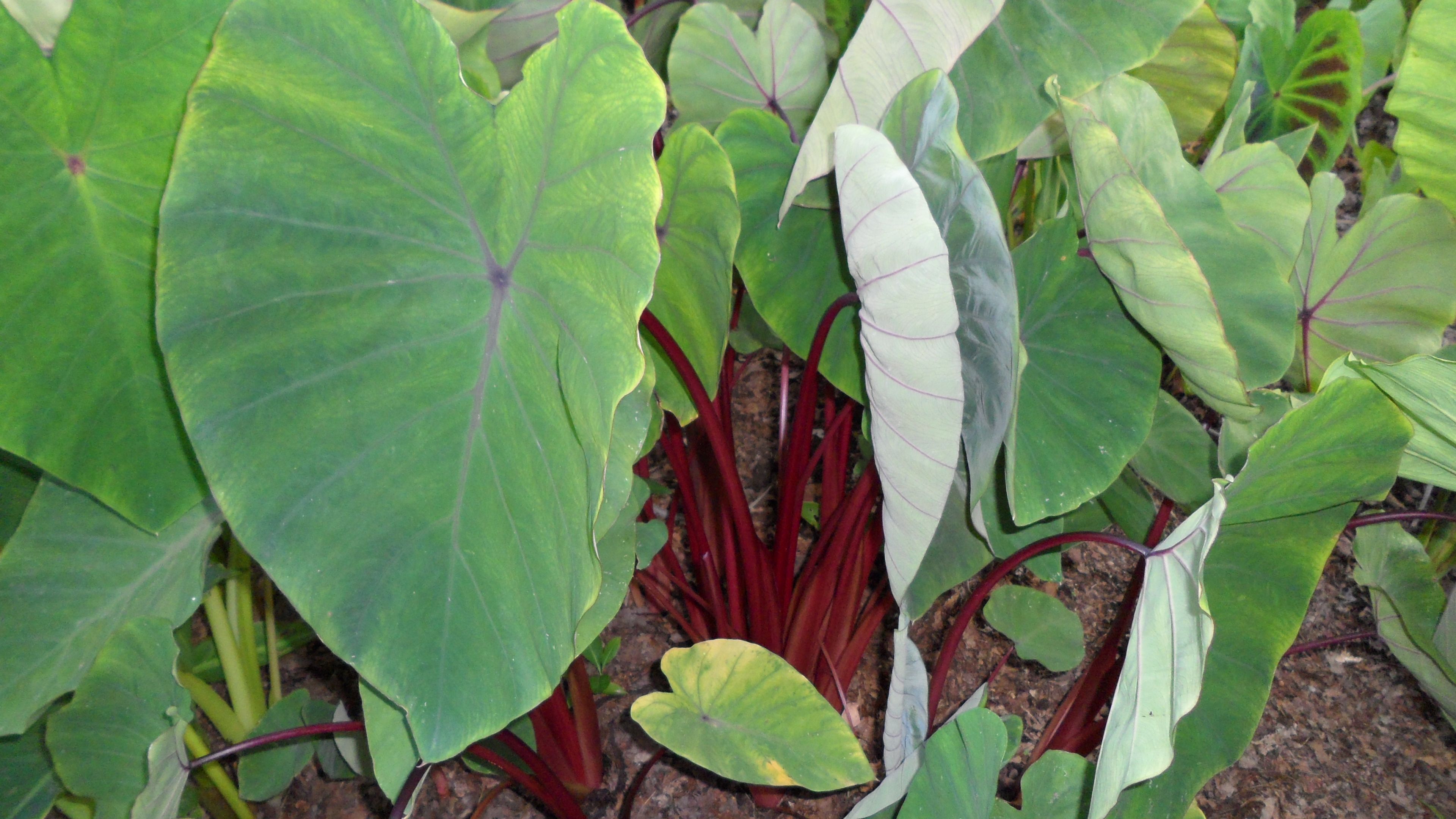 images/plants/colocasia/col-sangria-tropi-cools/col-sangria-tropi-cools-0006.jpg