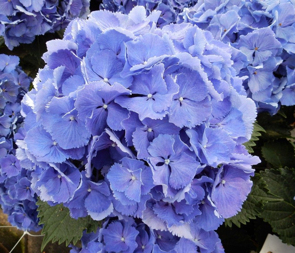 images/plants/hydrangea/hyd-magical-bluebells/hyd-magical-bluebells-0001.jpg