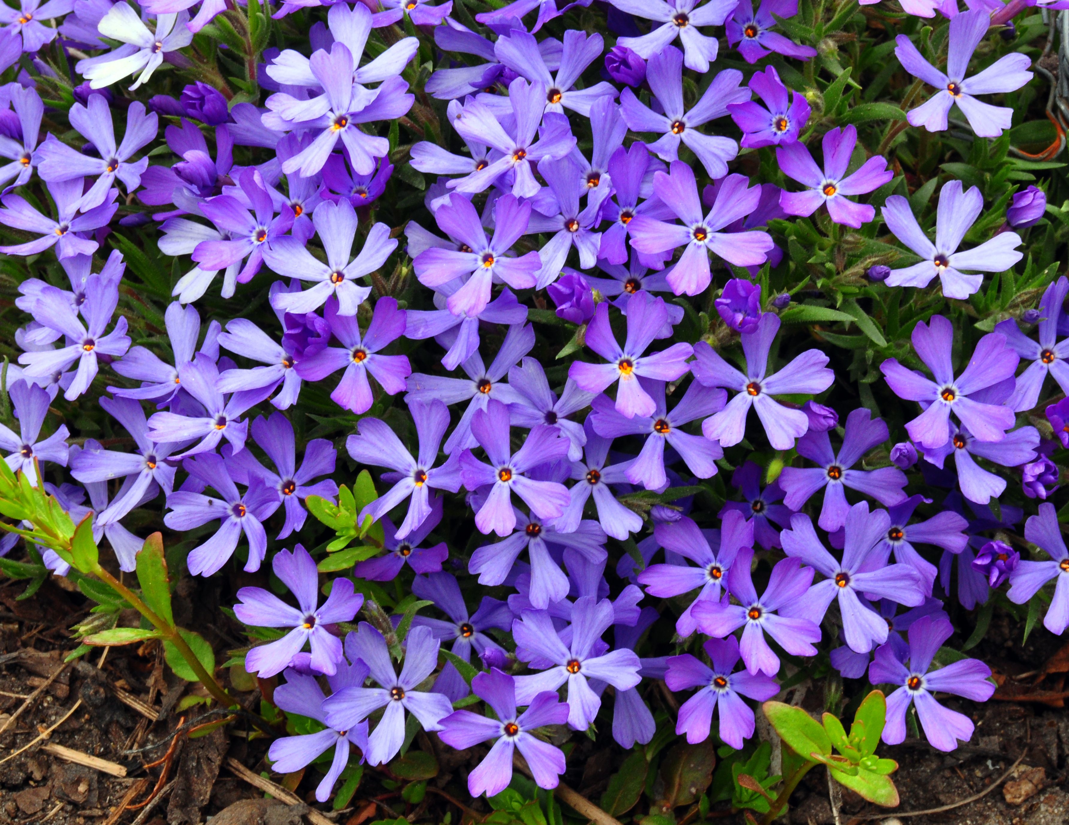 images/plants/phlox/phl-violet-pinwheels/phl-violet-pinwheels-0005.jpg