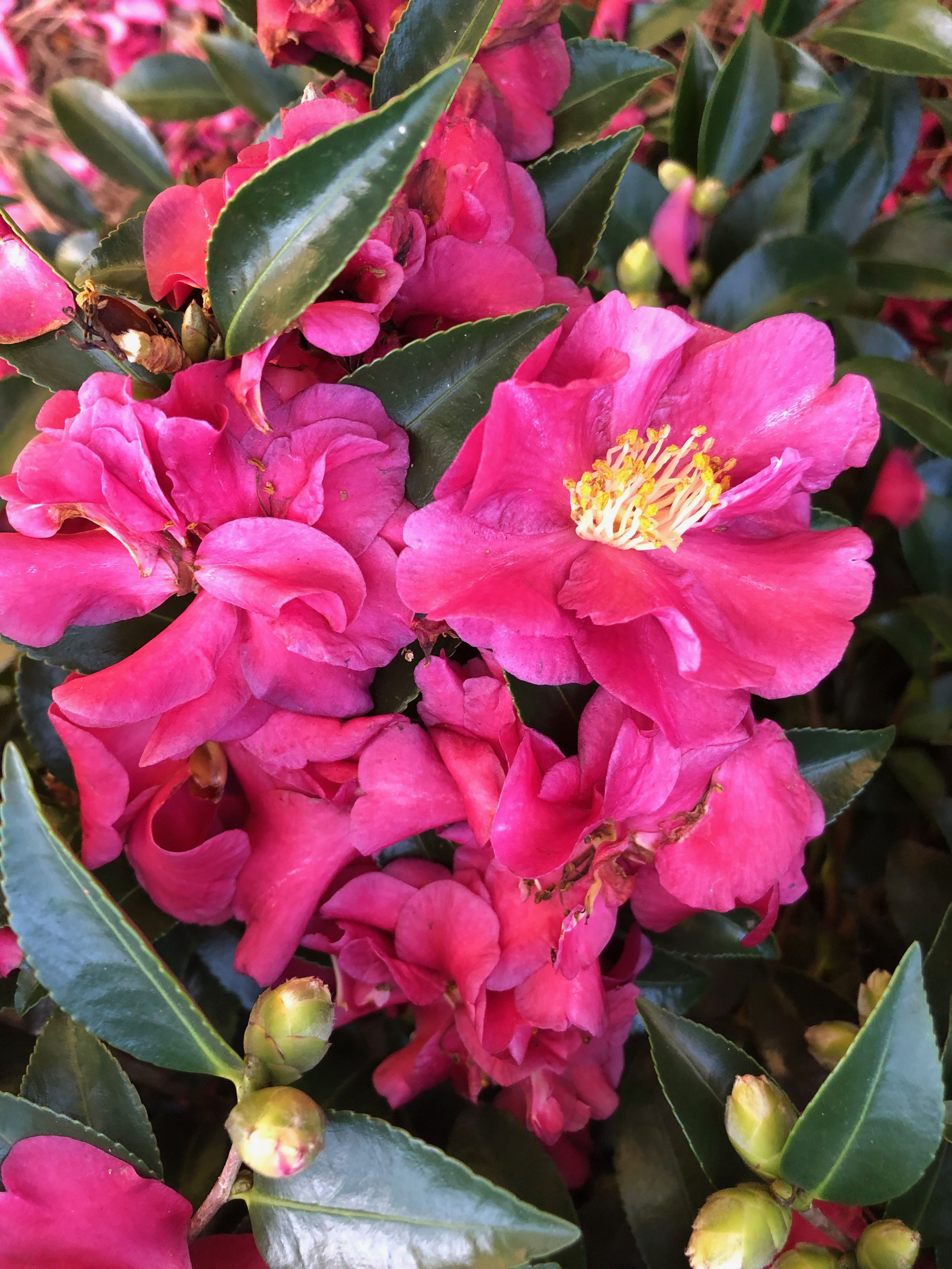 images/plants/camellia/cam-october-magic-ruby/cam-october-magic-ruby-0012.jpg