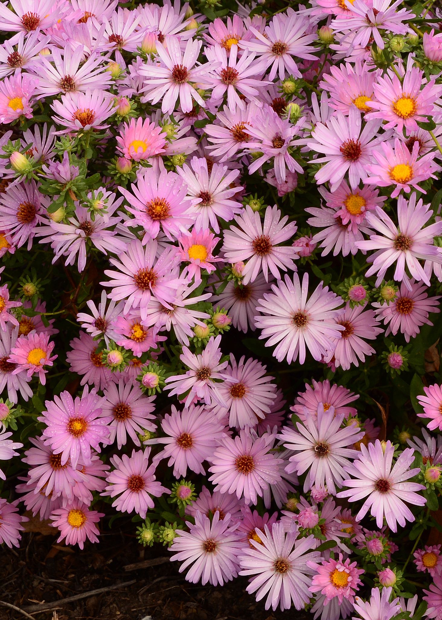 images/plants/aster/ast-billowing-pink/ast-billowing-pink-0008.jpg