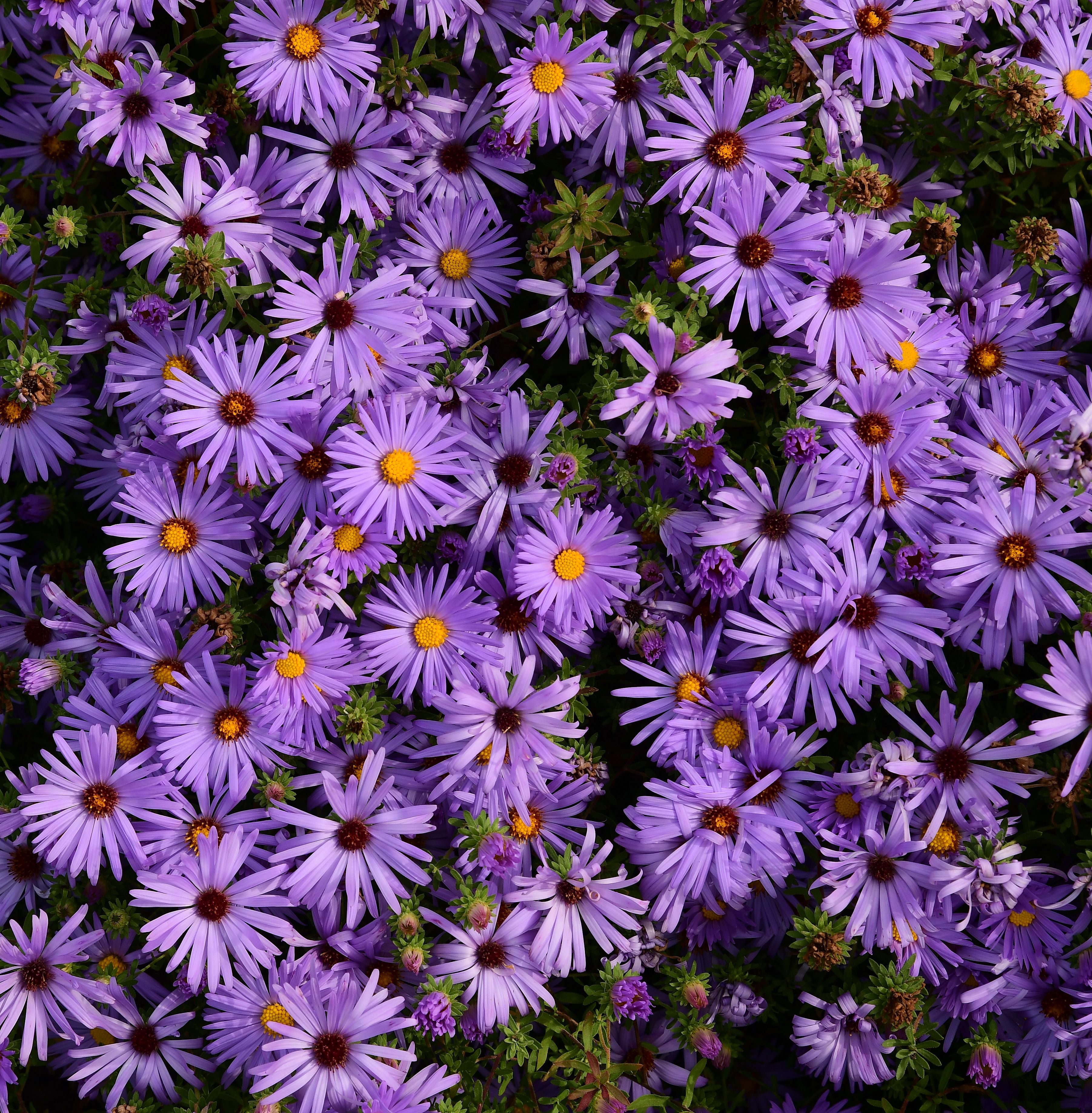 images/plants/aster/ast-billowing-violet/ast-billowing-violet-0004.jpg