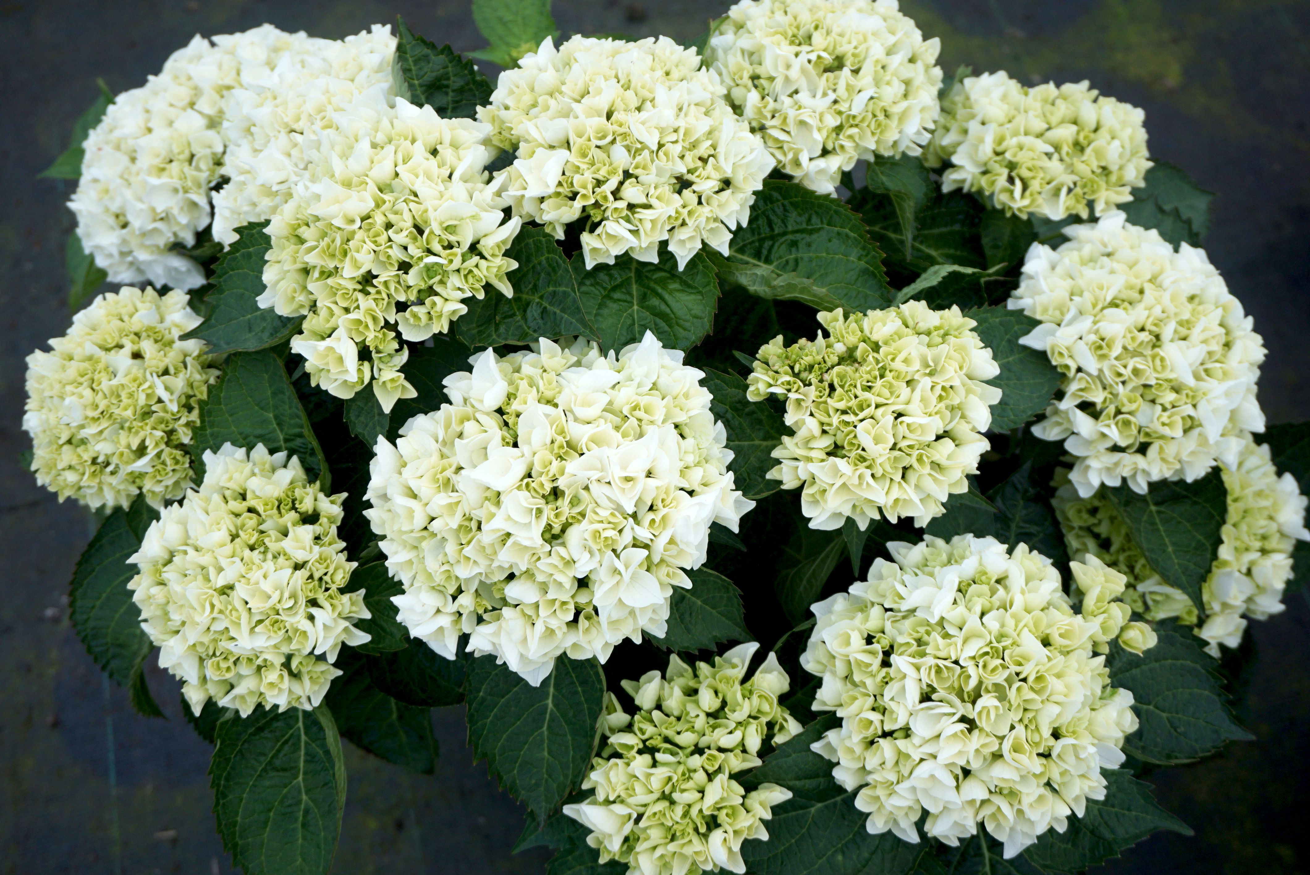 images/plants/hydrangea/hyd-magical-everlasting-bride/hyd-magical-everlasting-bride-0007.jpg