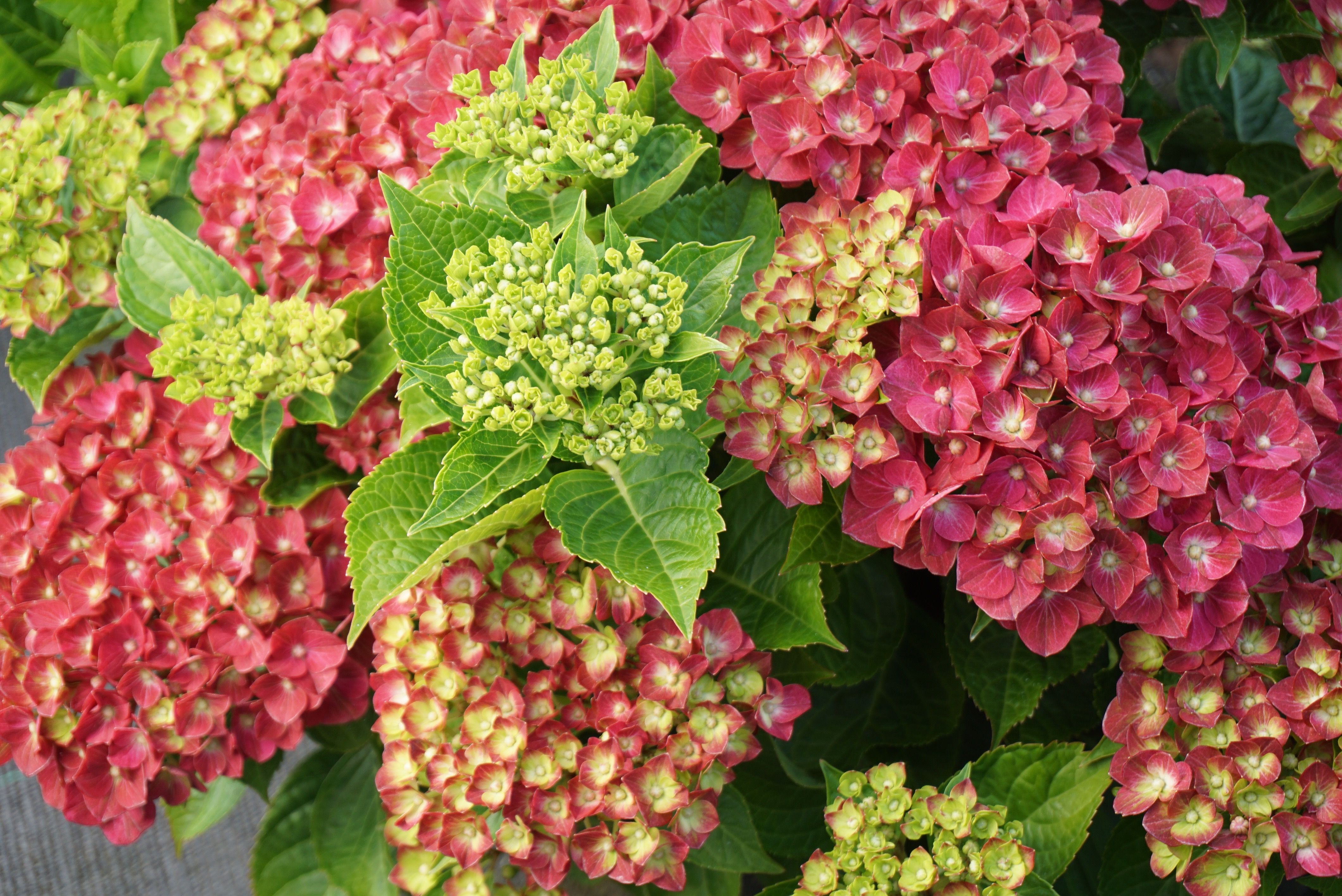 images/plants/hydrangea/hyd-magical-moulin-rouge/hyd-magical-moulin-rouge-0005.jpg