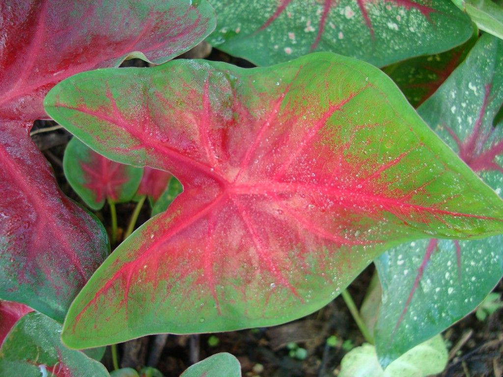 images/plants/caladium/cala-red-bellied-tree-frog/cala-red-bellied-tree-frog-0002.jpg