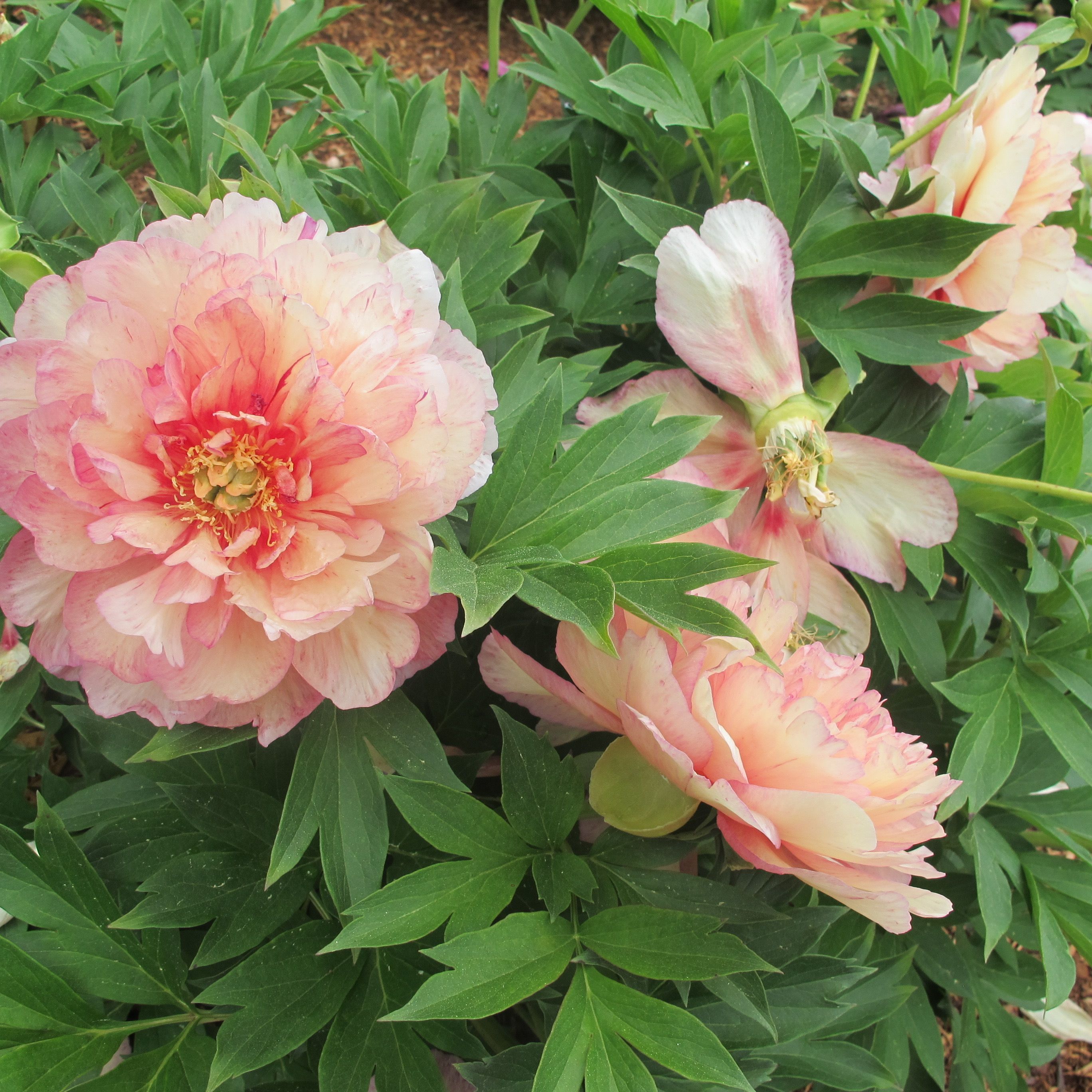 images/plants/paeonia/pae-truly-scrumptious/pae-truly-scrumptious-0005.JPG