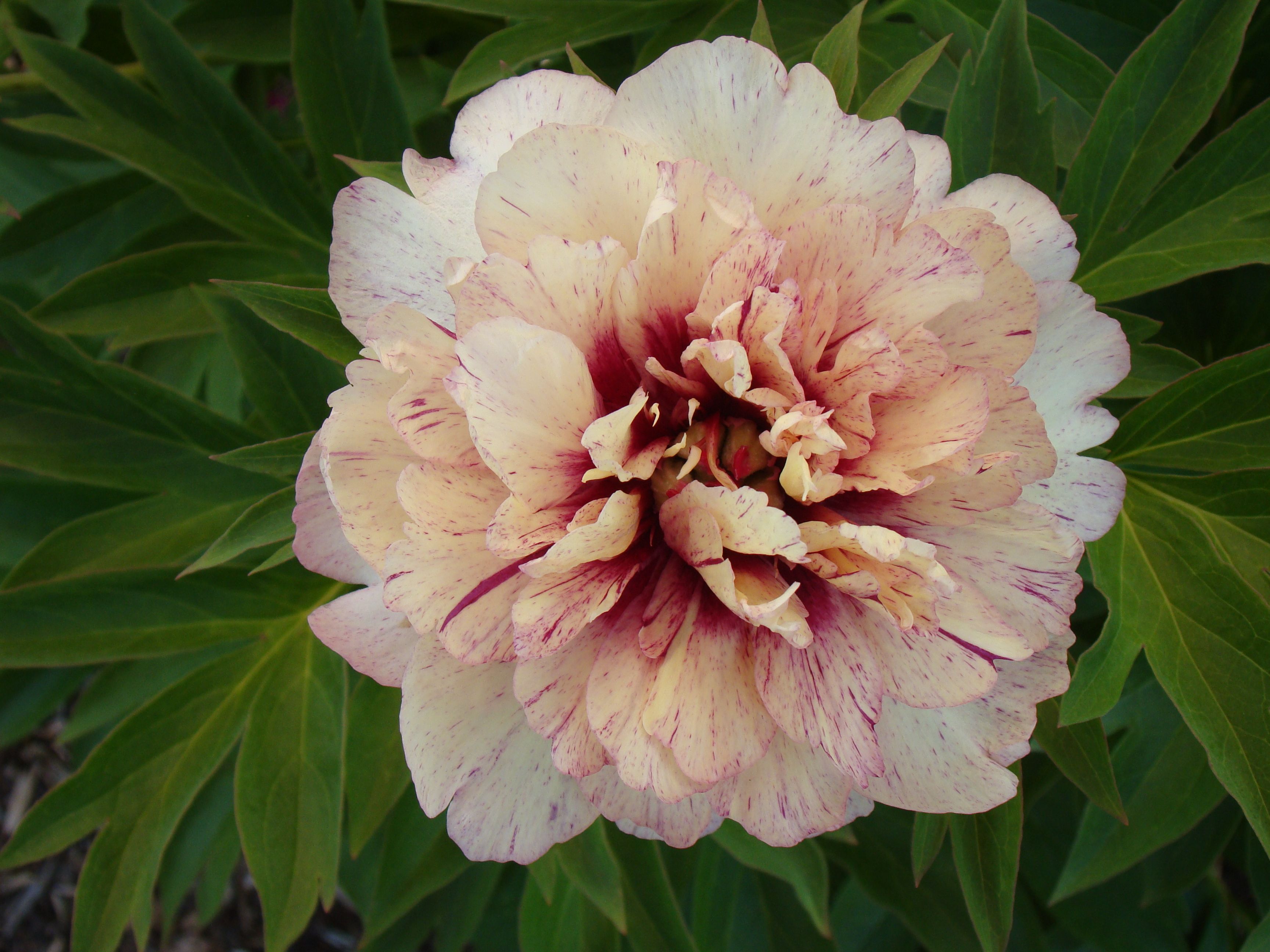 images/plants/paeonia/pae-all-that-jazz/pae-all-that-jazz-00015.JPG
