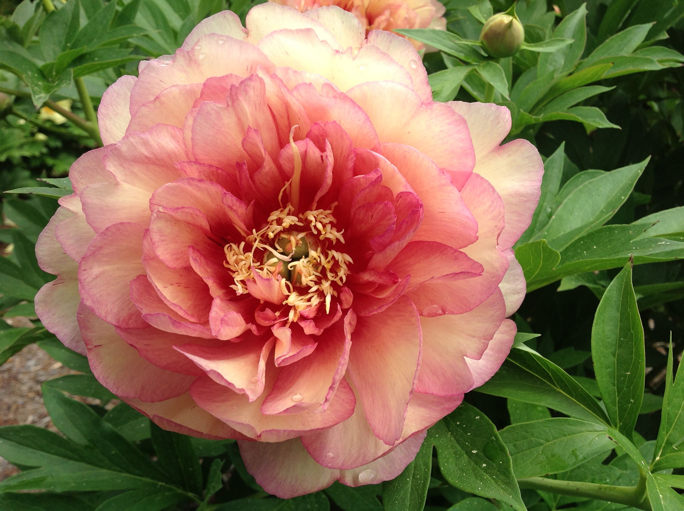 images/plants/paeonia/pae-truly-scrumptious/pae-truly-scrumptious-0001.JPG