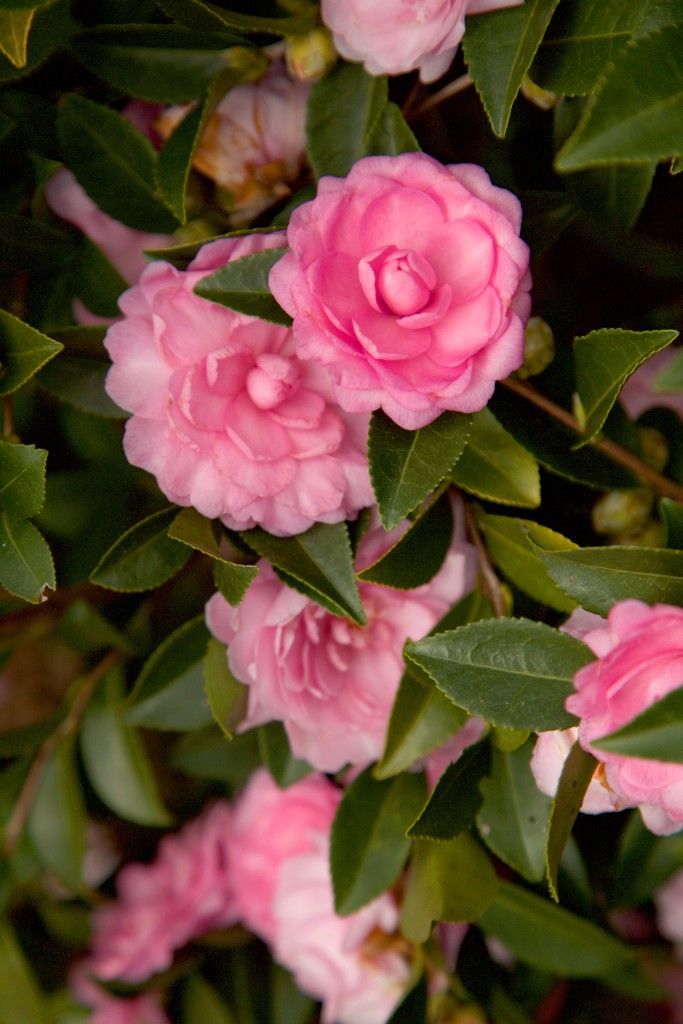 images/plants/camellia/cam-october-magic-pink-perplexion/cam-october-magic-pink-perplexion-0002.jpg