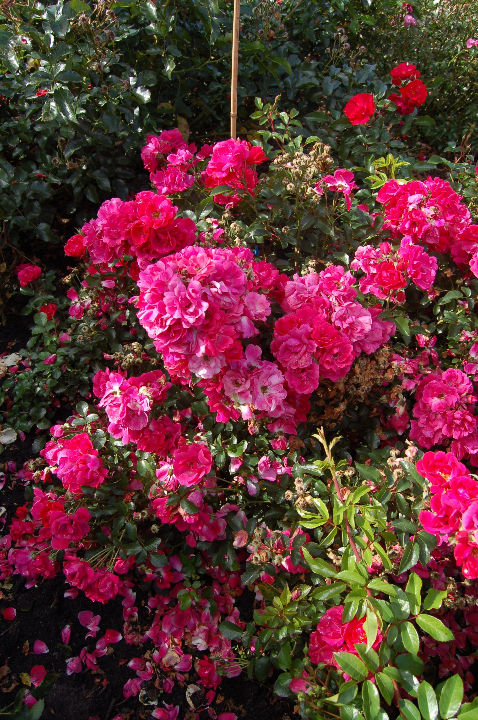 images/plants/rosa/ros-nitty-gritty-pink/ros-nitty-gritty-pink-0001.jpg