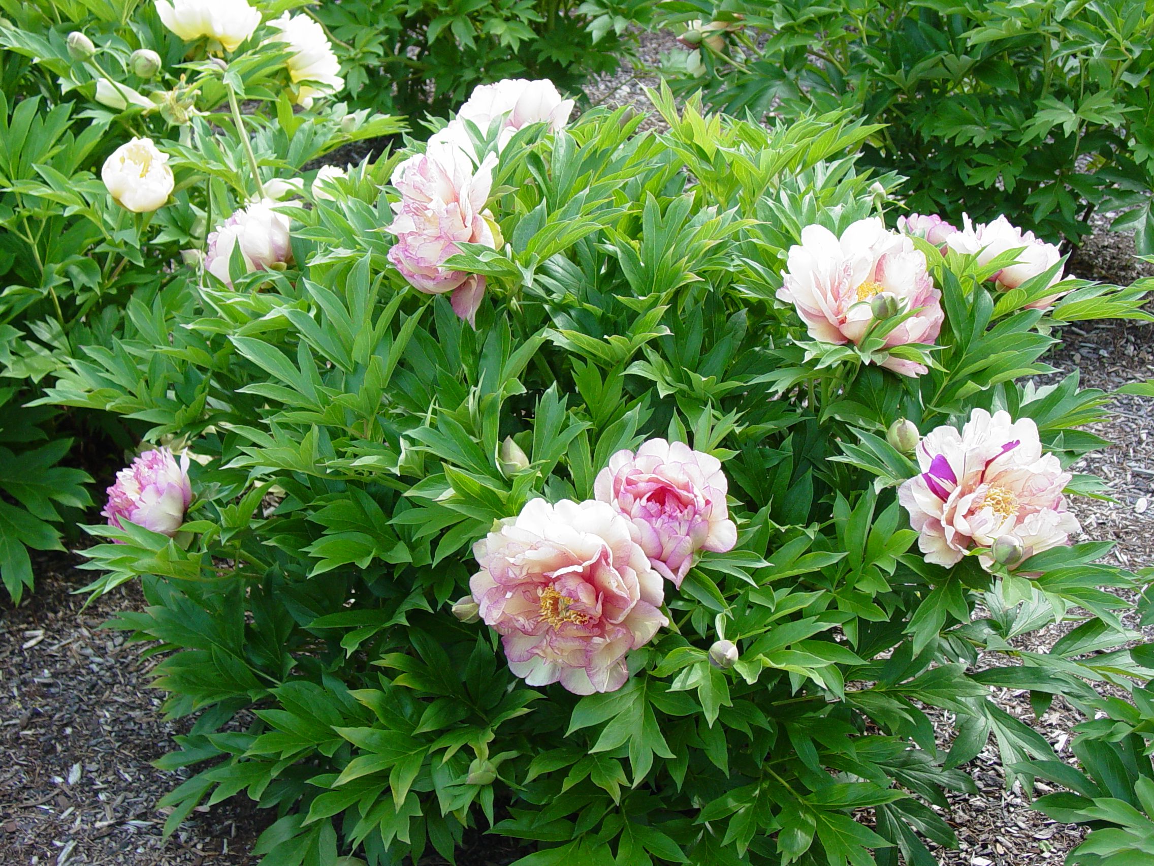 images/plants/paeonia/pae-truly-scrumptious/pae-truly-scrumptious-0011.JPG