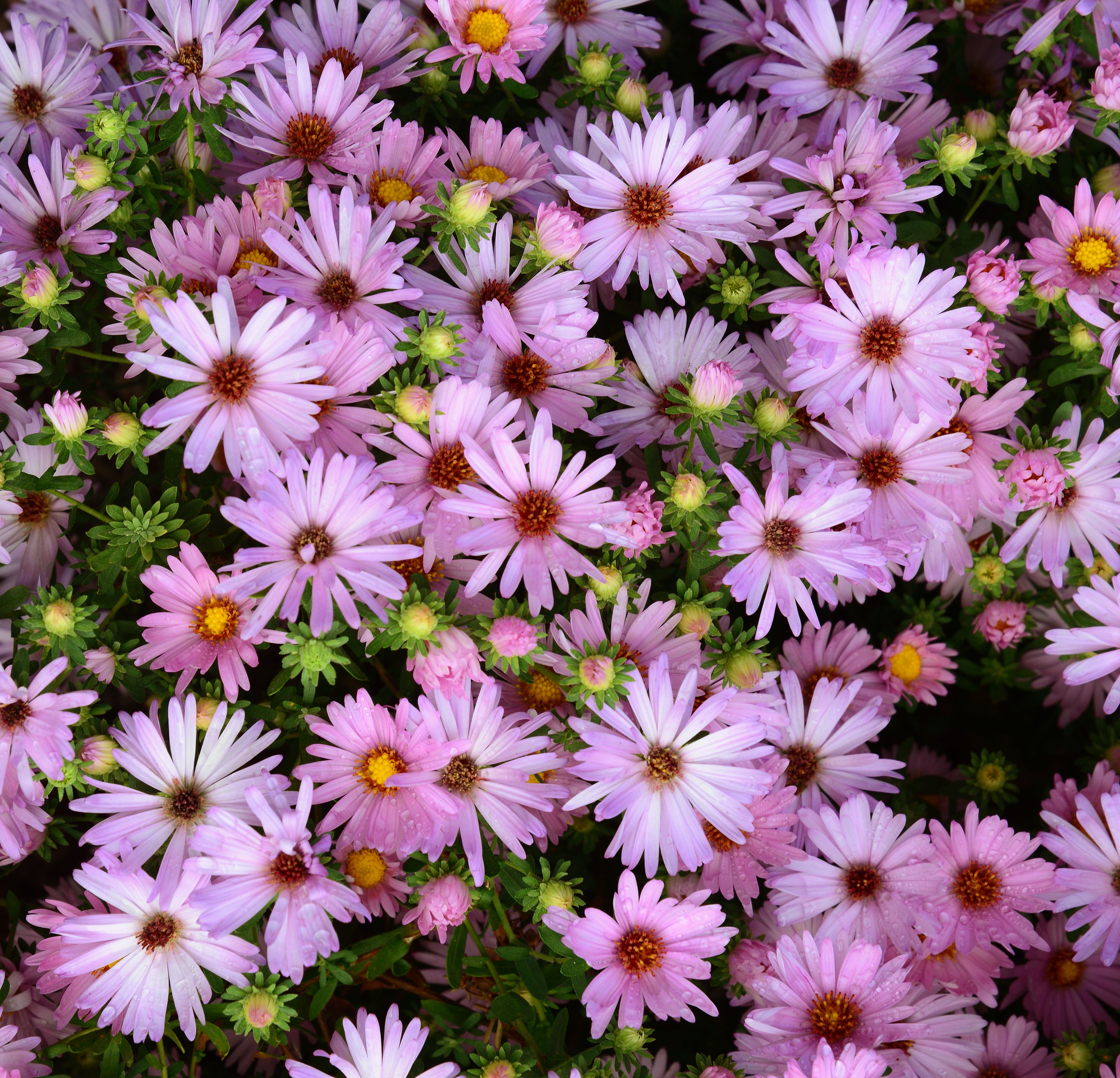 images/plants/aster/ast-billowing-pink/ast-billowing-pink-0002.jpg