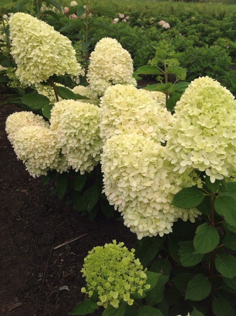 images/plants/hydrangea/hyd-magical-candle/hyd-magical-candle-0006.jpg