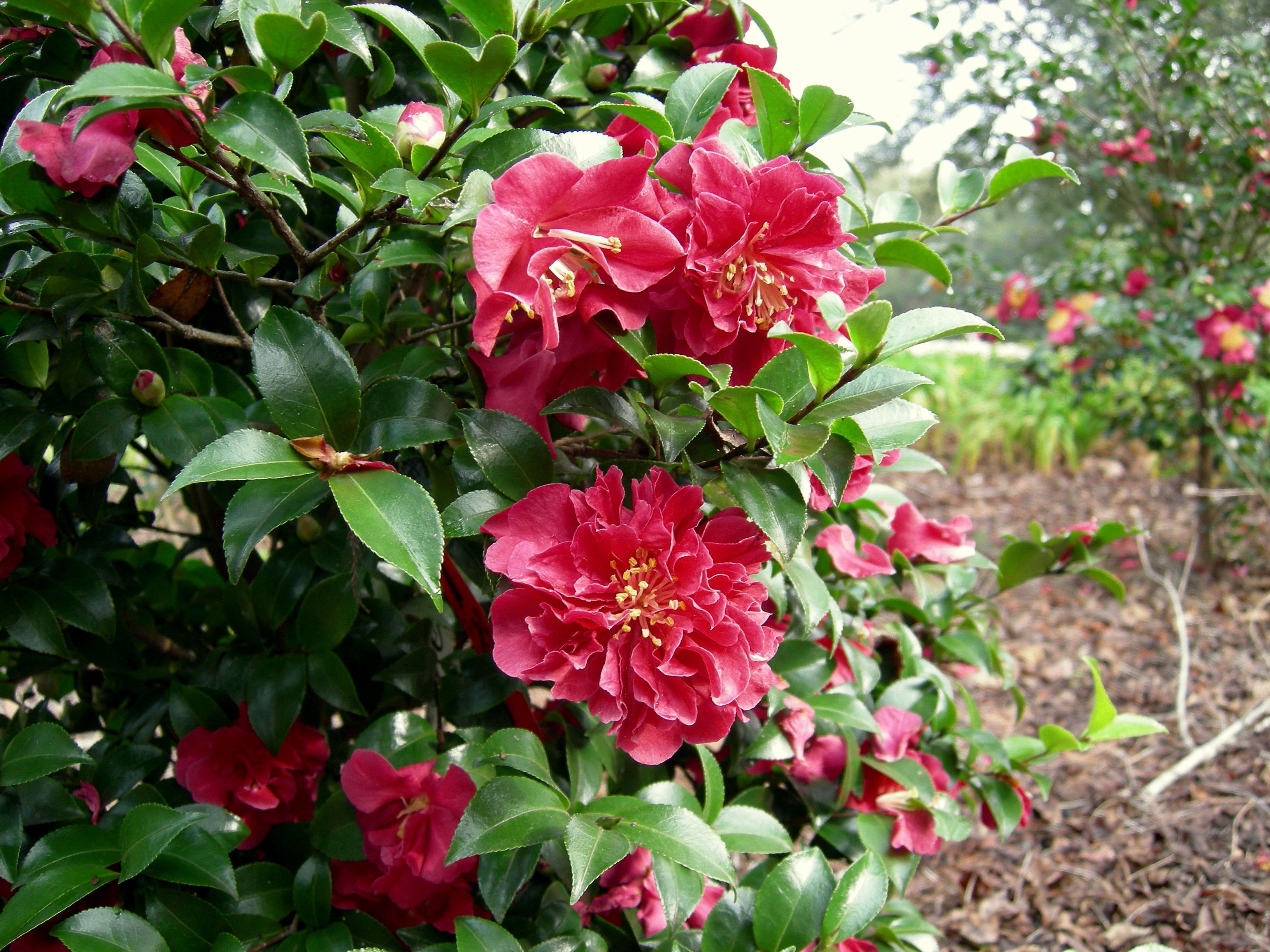images/plants/camellia/cam-october-magic-ruby/cam-october-magic-ruby-0022.jpg