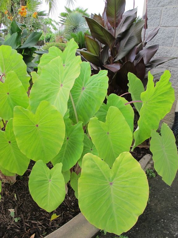 images/plants/colocasia/col-red-eyed-gecko/col-red-eyed-gecko-0010.jpg